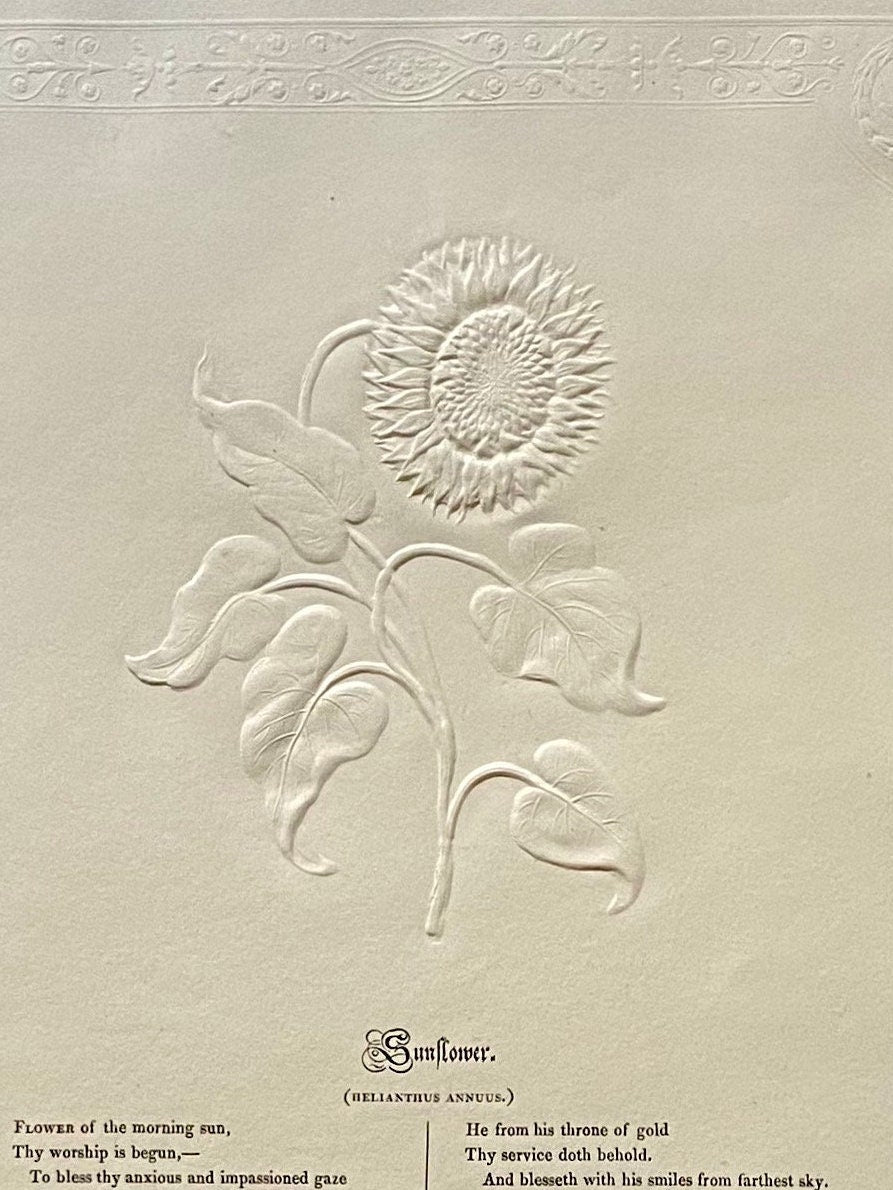 Sunflower. An Antique Embossed Paper Image. With Poem in Black Script. Framed Using Clear Glass in a Limed Frame. Size: 35 x 30.5 cms.