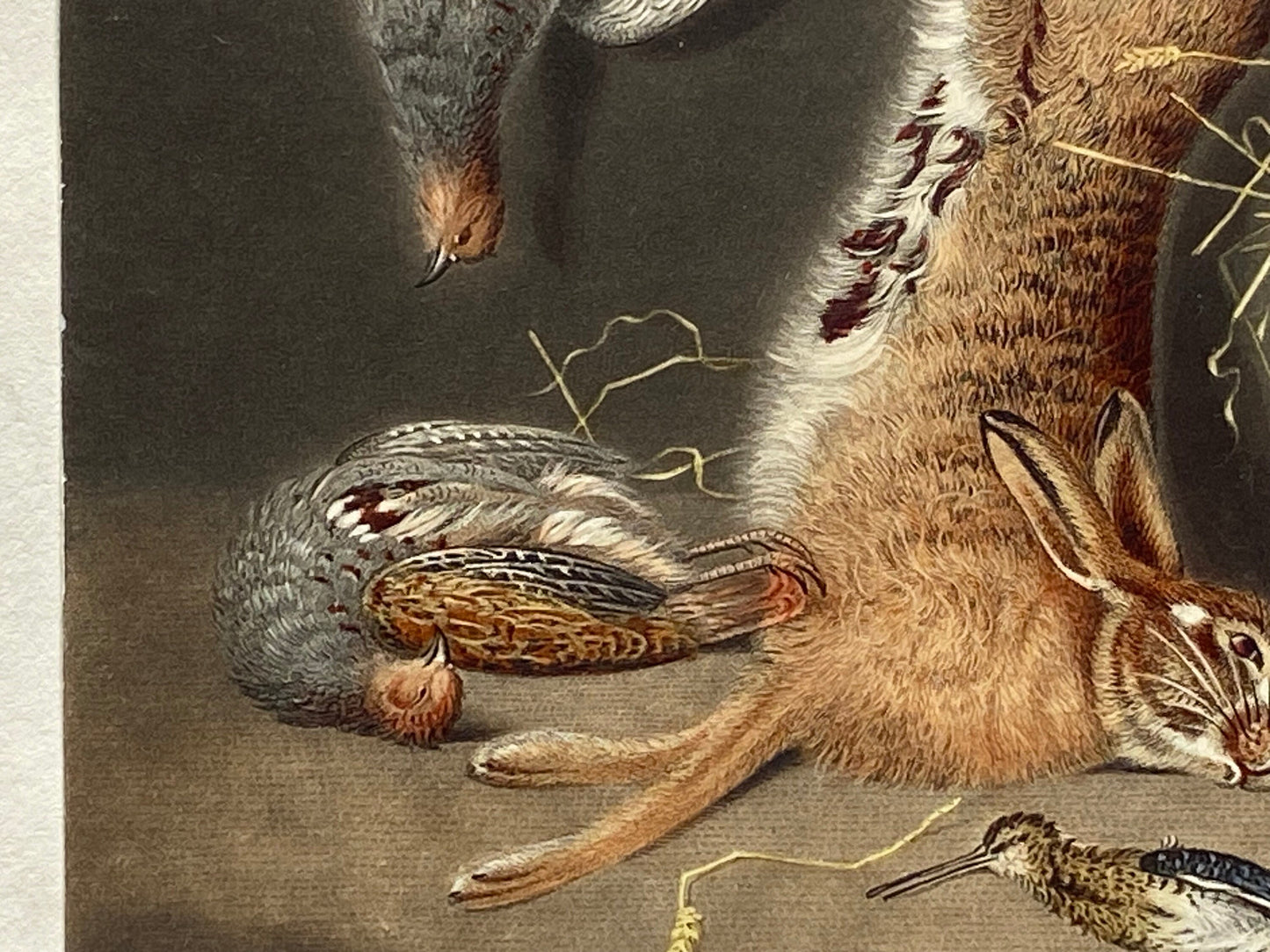 Game Birds and a Hare. A Finely Painted Engraving. Watercolour. Late 1800s. Size: 20.4 x 15.3 cms.
