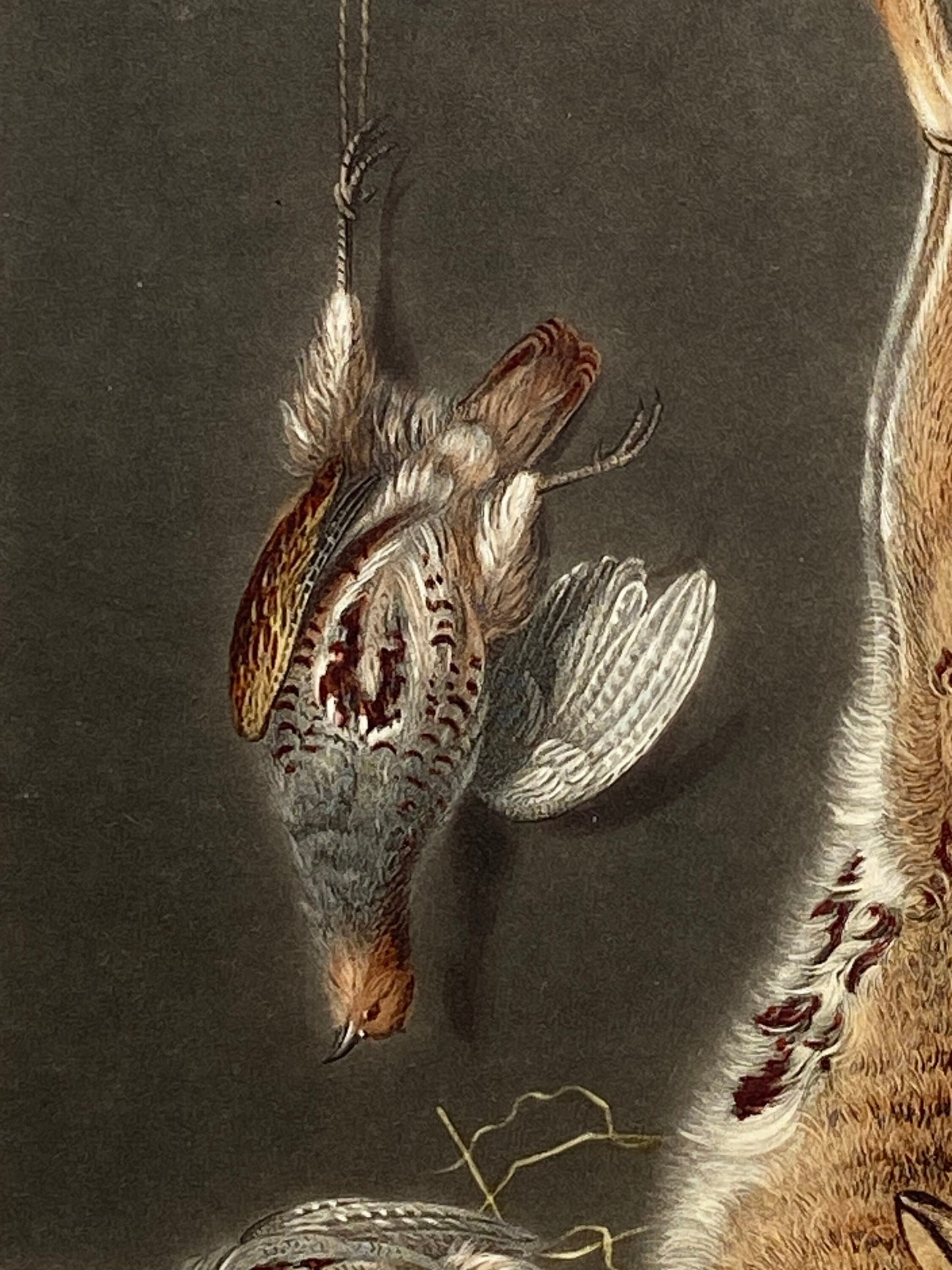 Game Birds and a Hare. A Finely Painted Engraving. Watercolour. Late 1800s. Size: 20.4 x 15.3 cms.
