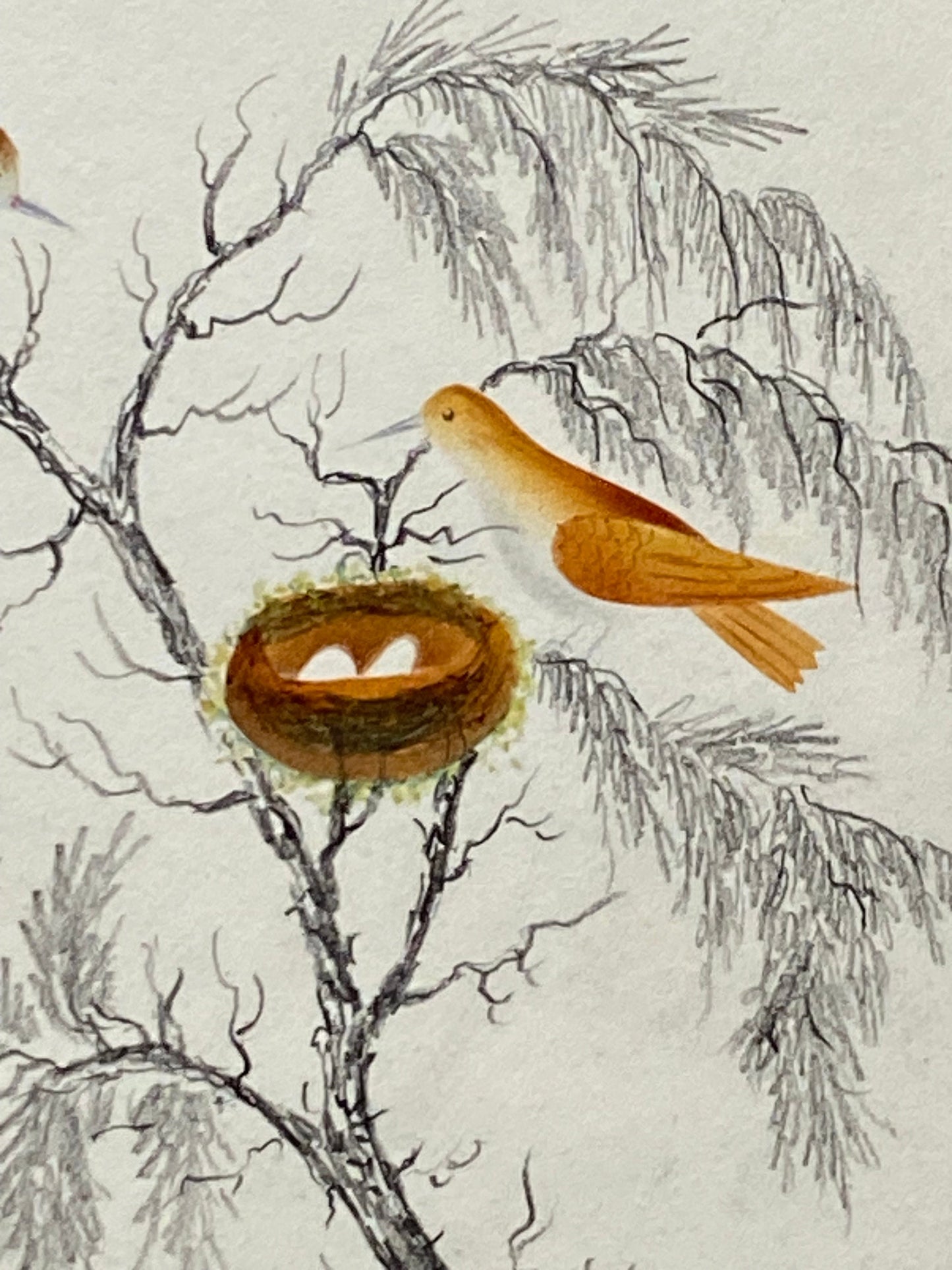 Two Birds and A Nest. An Original Georgian Watercolour. Size: 17.5 x 14.5 cms.
