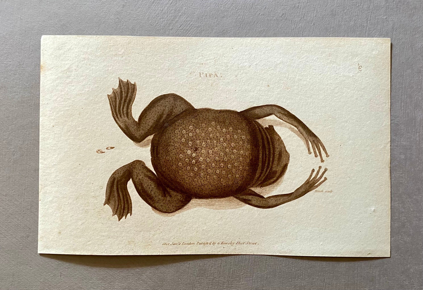 4 Engravings of Toads by G. Kearsley of Fleet Street. Published in 1802. Size: 20.5 x 13 cms.