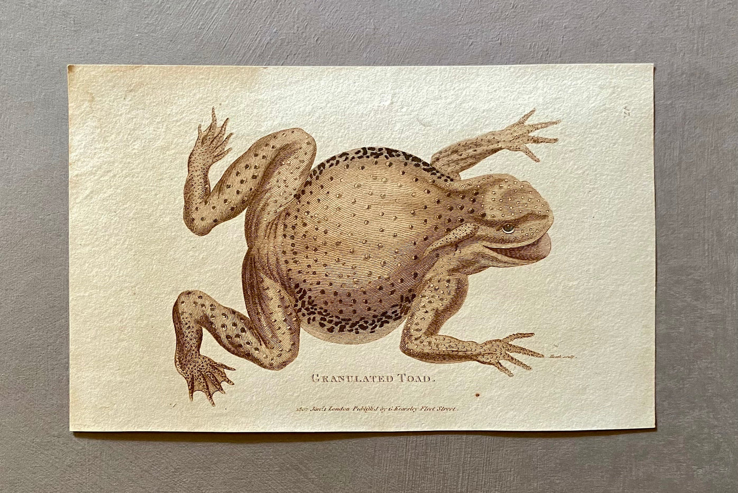 4 Engravings of Toads by G. Kearsley of Fleet Street. Published in 1802. Size: 20.5 x 13 cms.