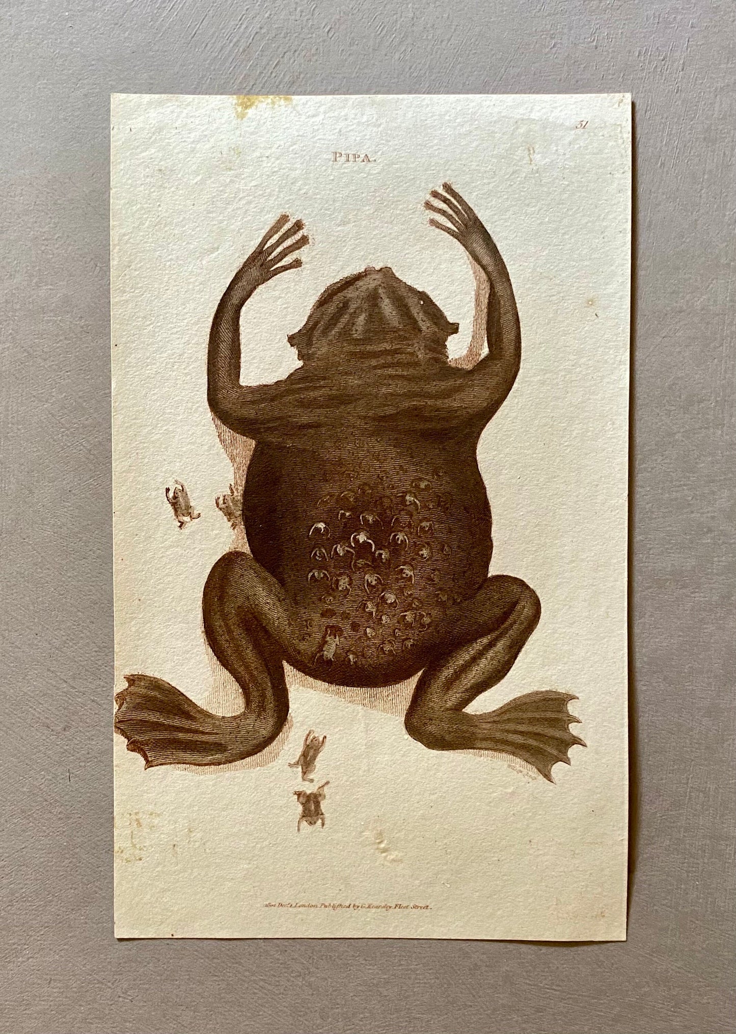 4 Engravings of Toads by G. Kearsley of Fleet Street. Published in 1802. Size: 20.5 x 13 cms.