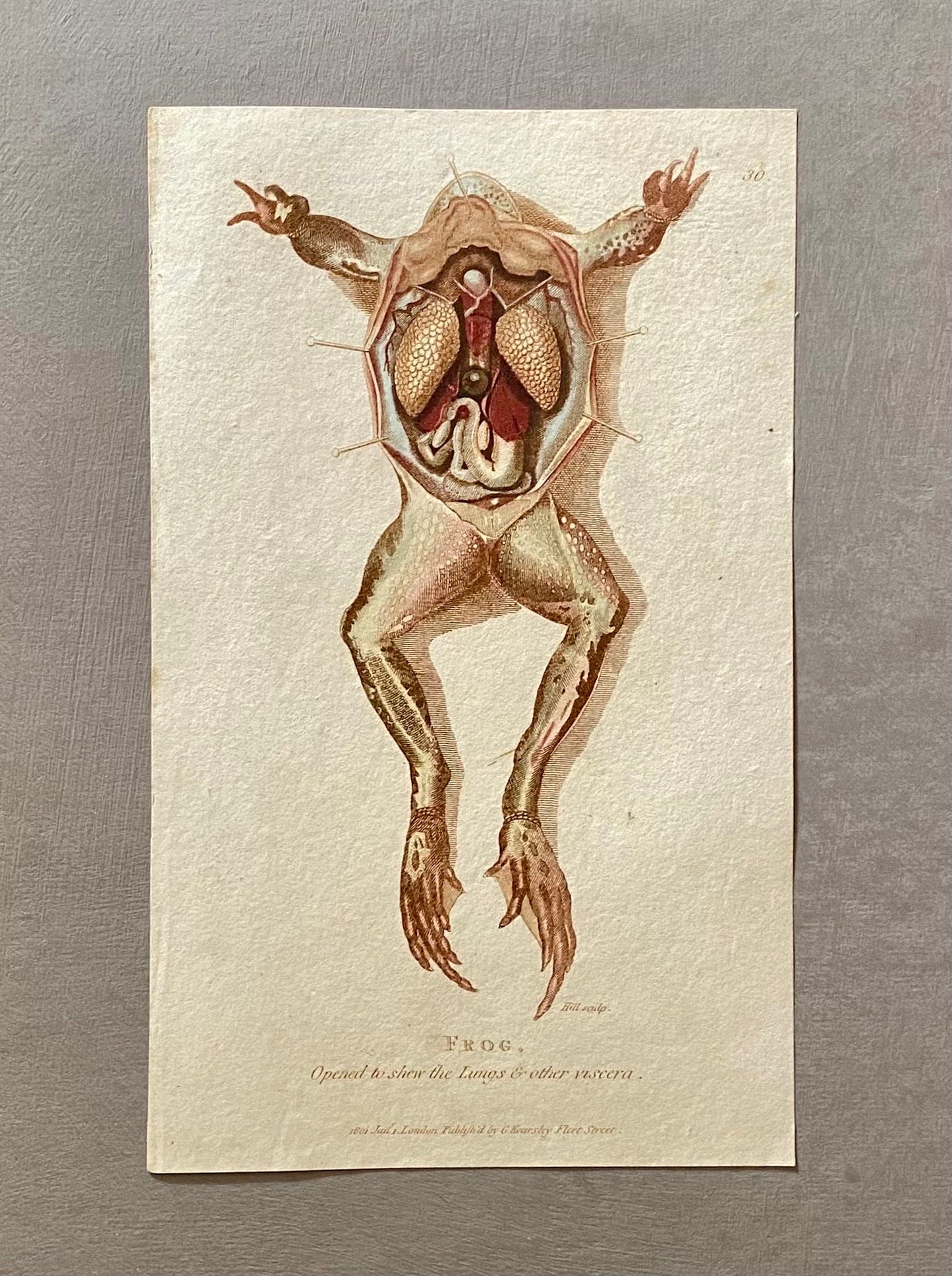 5 Engravings of Frogs and Toads by G. Kearsley of Fleet Street. Published in 1802. Size: 20.5 x 13 cms.