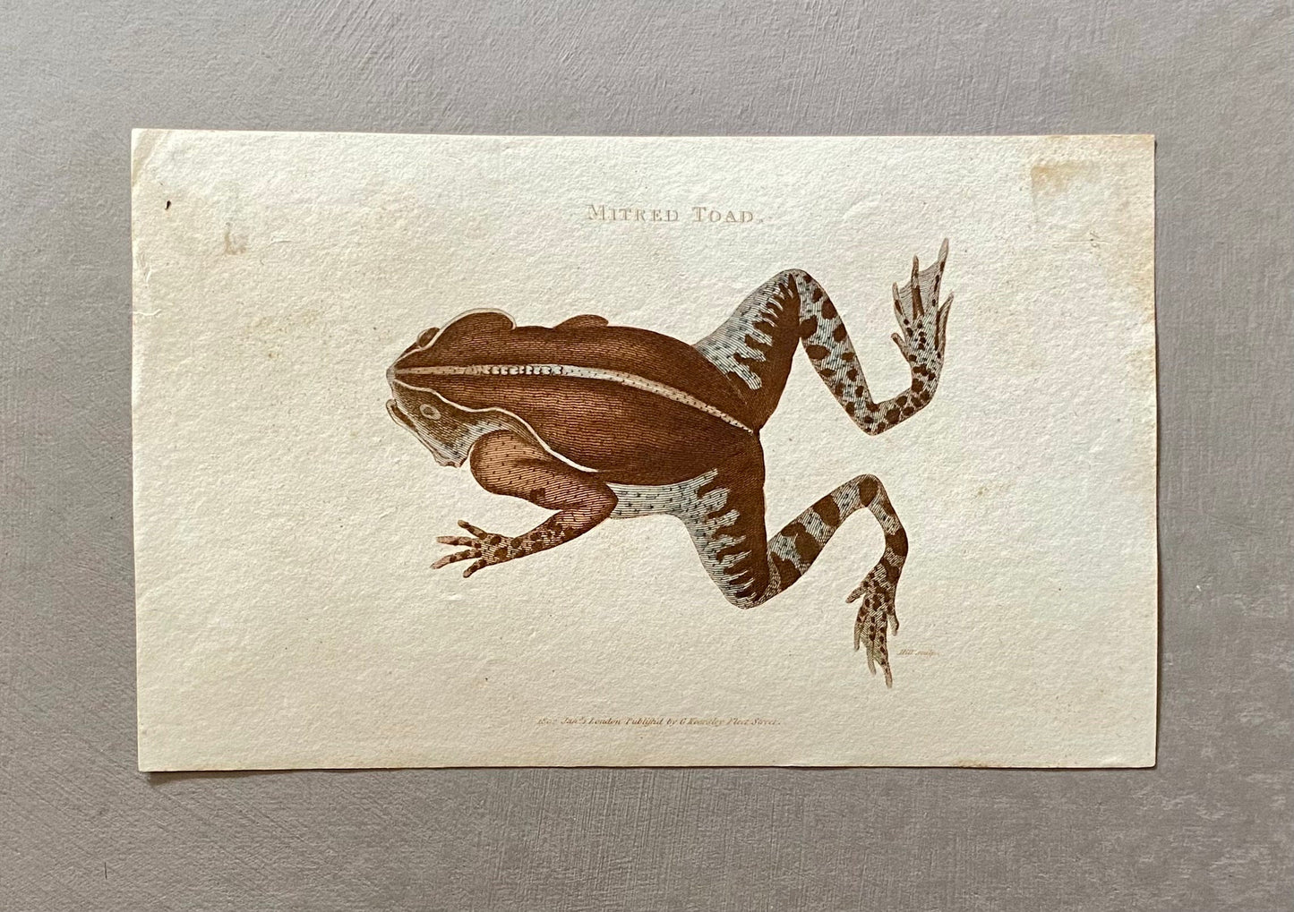 5 Engravings of Frogs and Toads by G. Kearsley of Fleet Street. Published in 1802. Size: 20.5 x 13 cms.