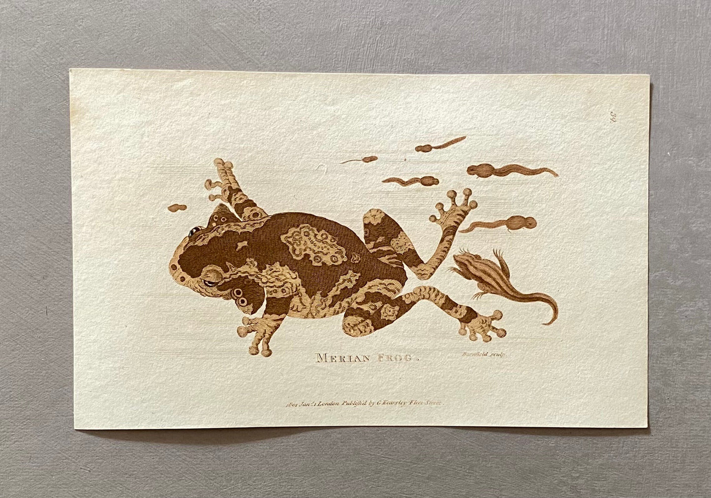 5 Engravings of Frogs and Toads by G. Kearsley of Fleet Street. Published in 1802. Size: 20.5 x 13 cms.