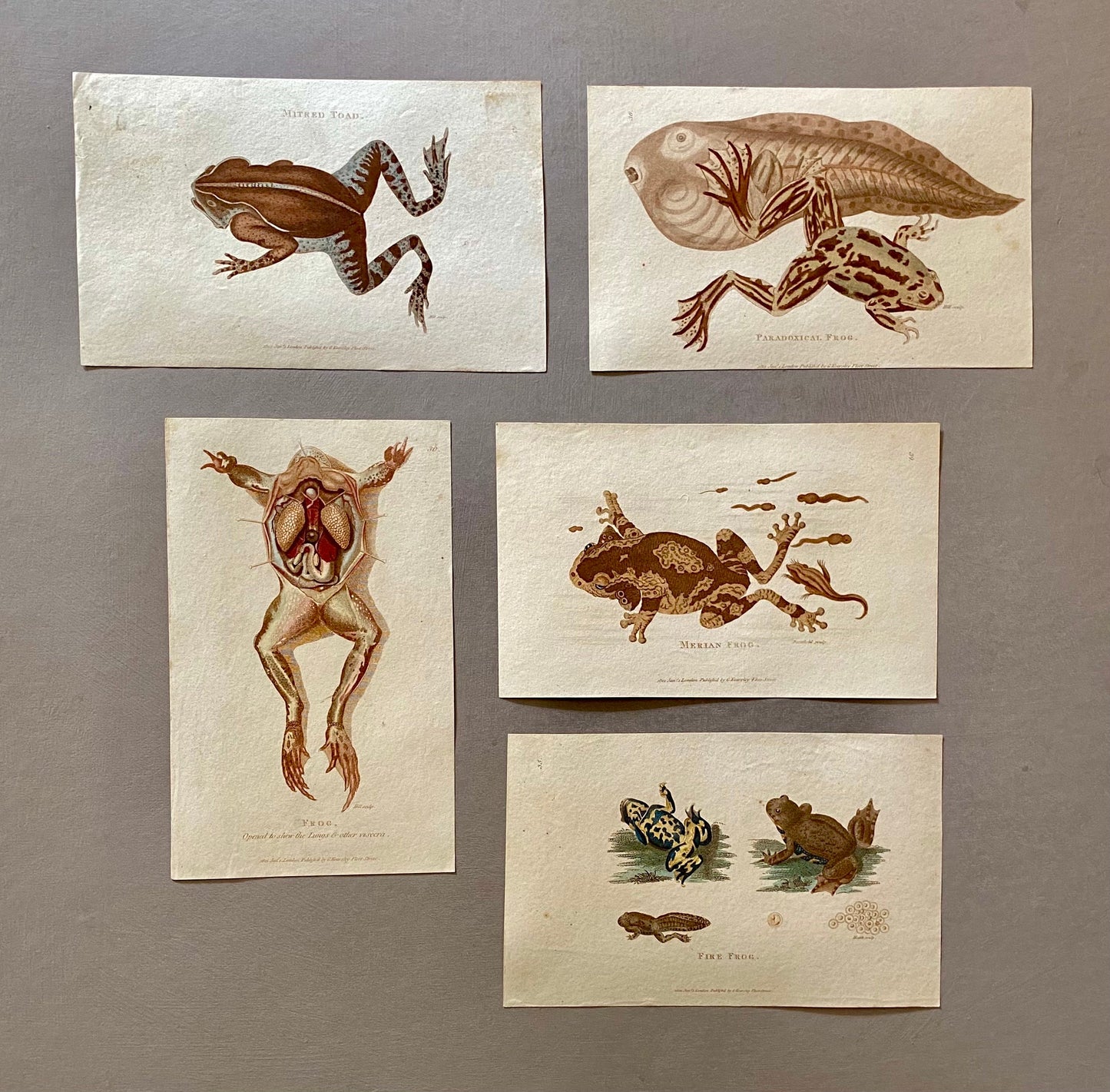 5 Engravings of Frogs and Toads by G. Kearsley of Fleet Street. Published in 1802. Size: 20.5 x 13 cms.