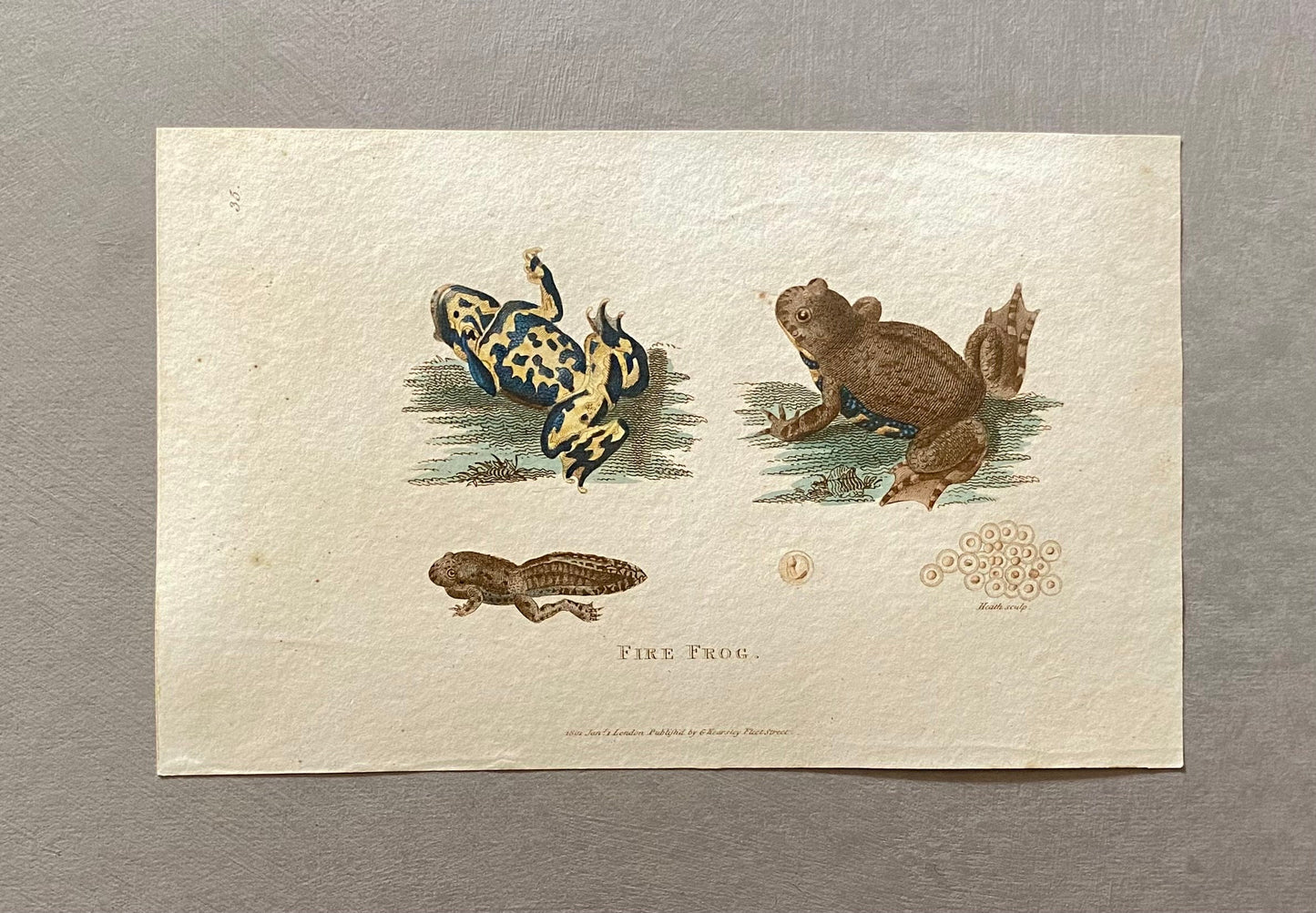 5 Engravings of Frogs and Toads by G. Kearsley of Fleet Street. Published in 1802. Size: 20.5 x 13 cms.