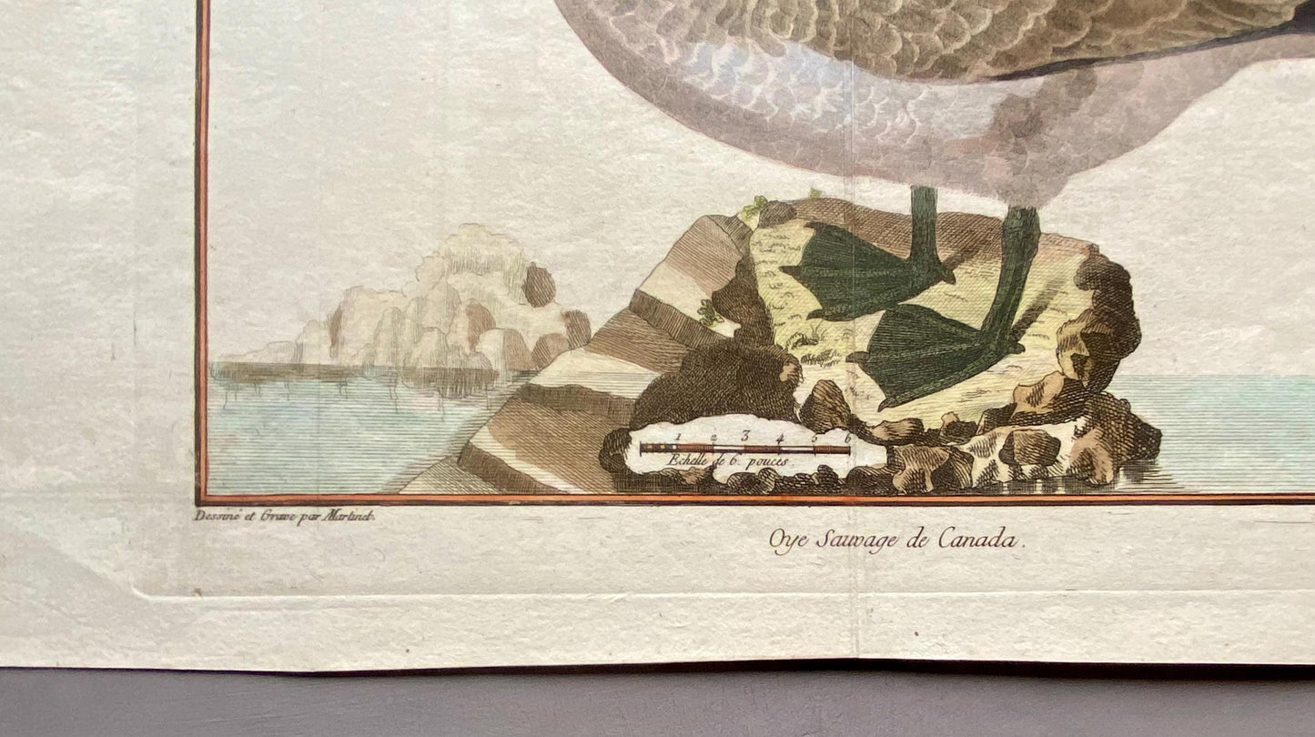 A Copper Plate Engraving of a Canada Goose by Francois-Nicholas Martinet. Hand coloured. Dated 1770. Size: 23.5 x 28.7 cms.