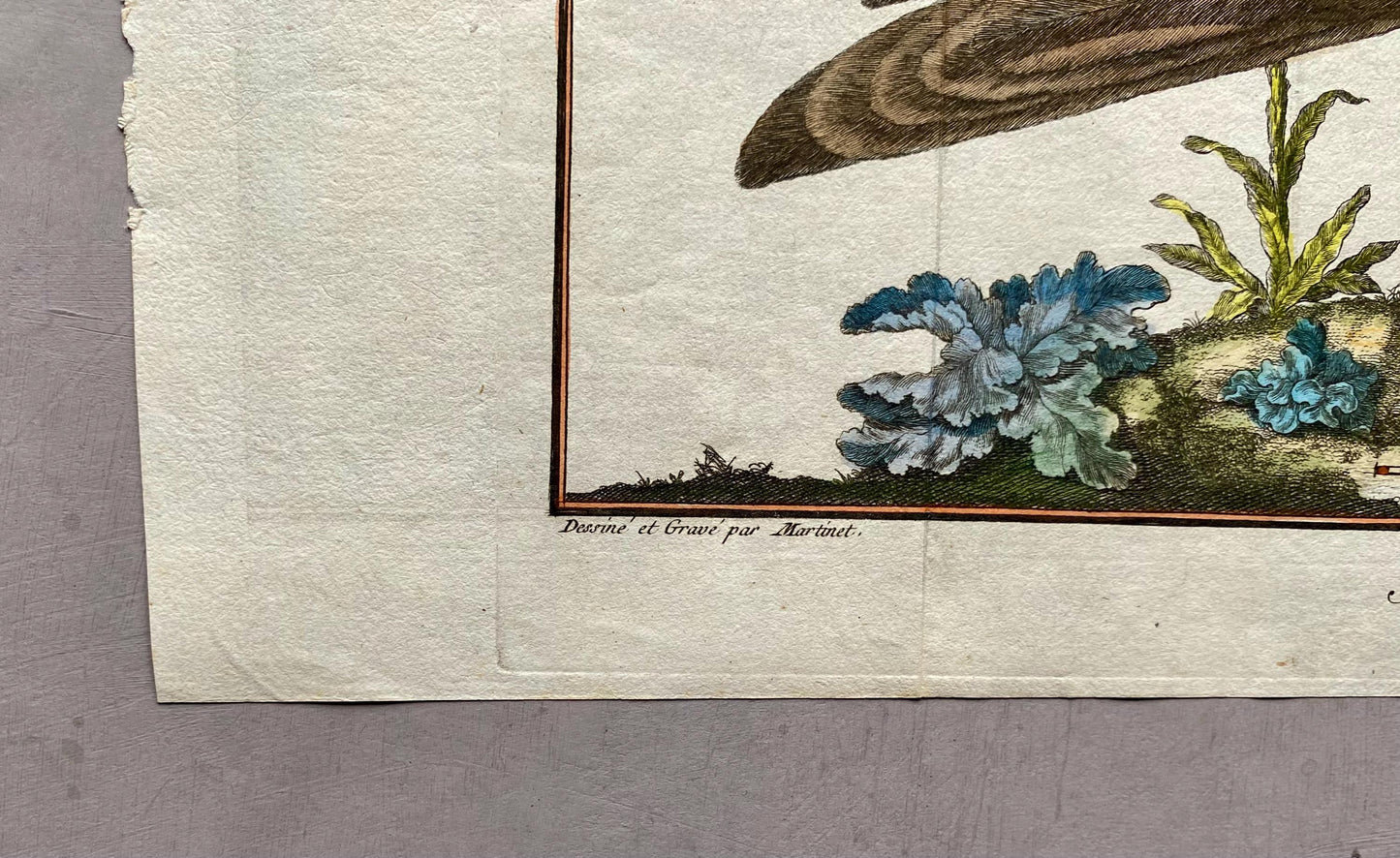 A Copper Plate Engraving of a Kite by Francois-Nicholas Martinet. Hand coloured. Dated 1770. Size: 24.4 x 29.5 cms.