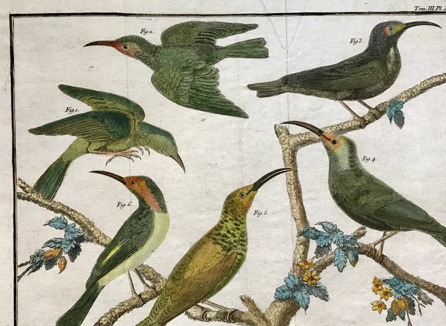 A Copper Plate Engraving of Kinds of Treecreeper. By Francois-Nicholas Martinet. Hand coloured. Dated 1770. 25 x 36.5cms.