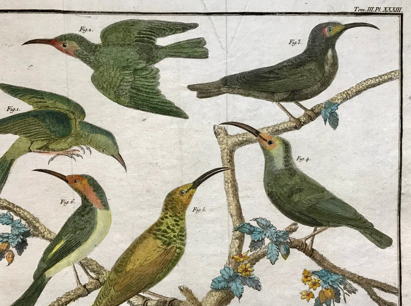 A Copper Plate Engraving of Kinds of Treecreeper. By Francois-Nicholas Martinet. Hand coloured. Dated 1770. 25 x 36.5cms.