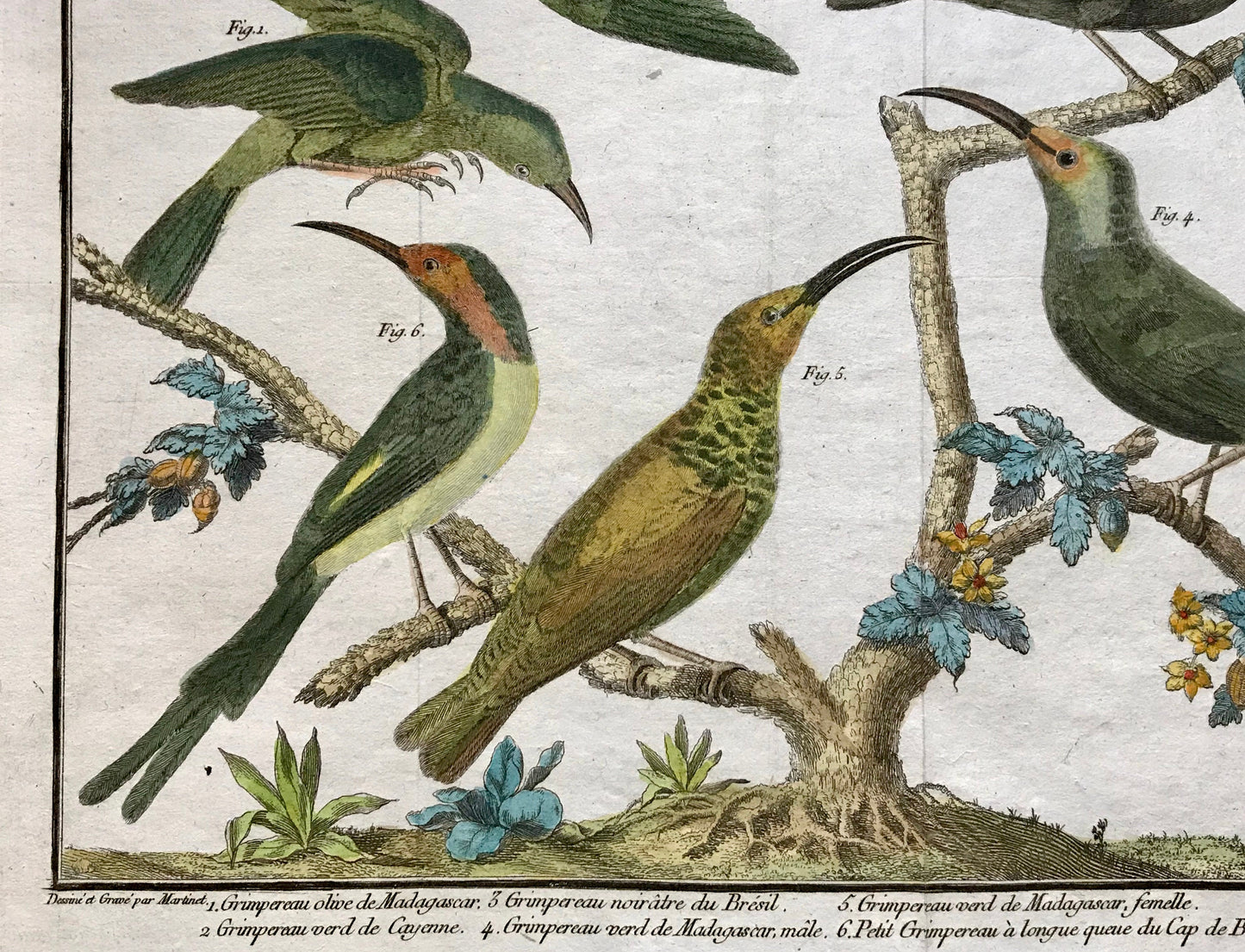 A Copper Plate Engraving of Kinds of Treecreeper. By Francois-Nicholas Martinet. Hand coloured. Dated 1770. 25 x 36.5cms.