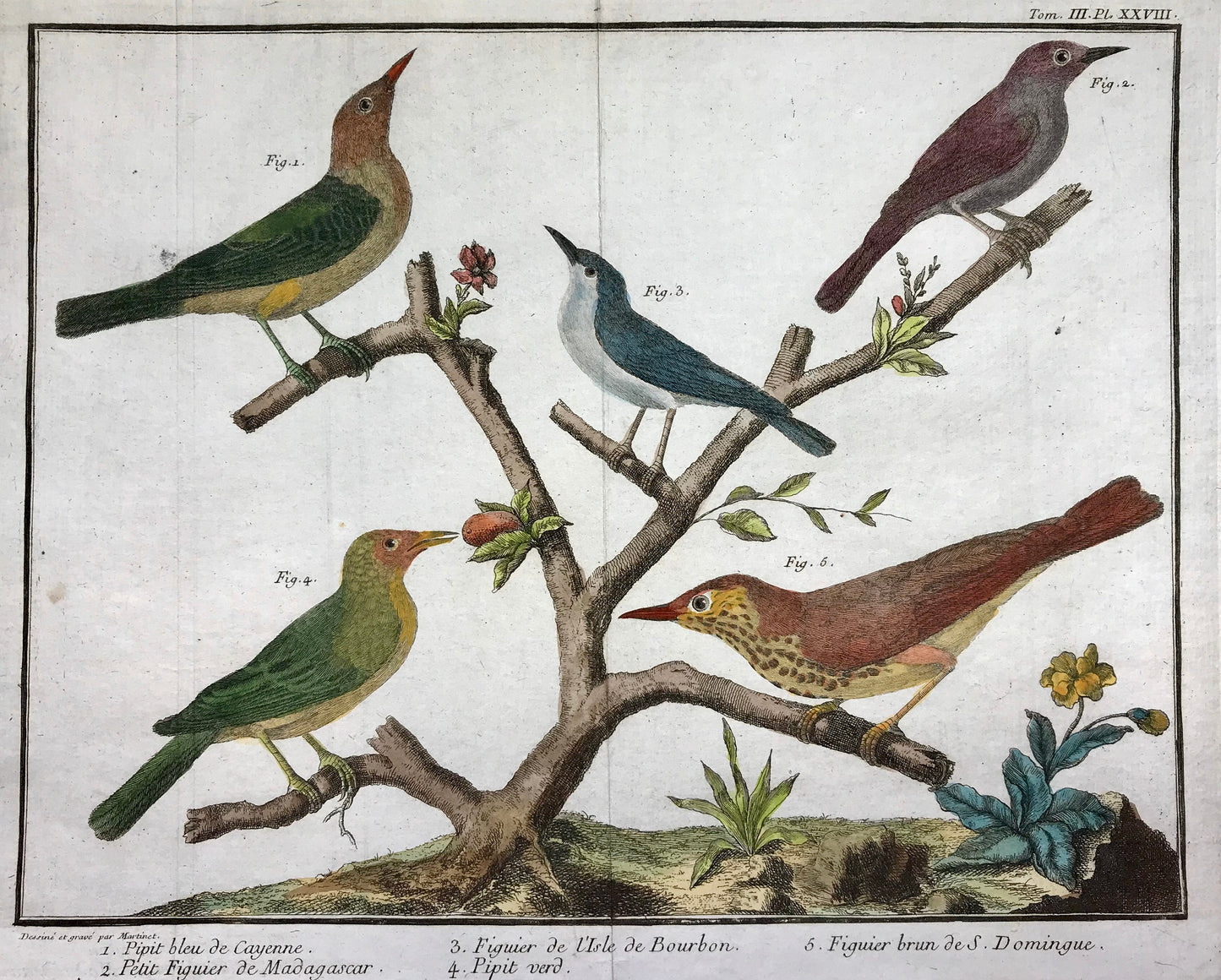 A Copper Plate Engraving of Pipit Birds and Fig-eaters. By Francois-Nicholas Martinet. Hand coloured. Dated 1770. 25 x 34.7 cms. .