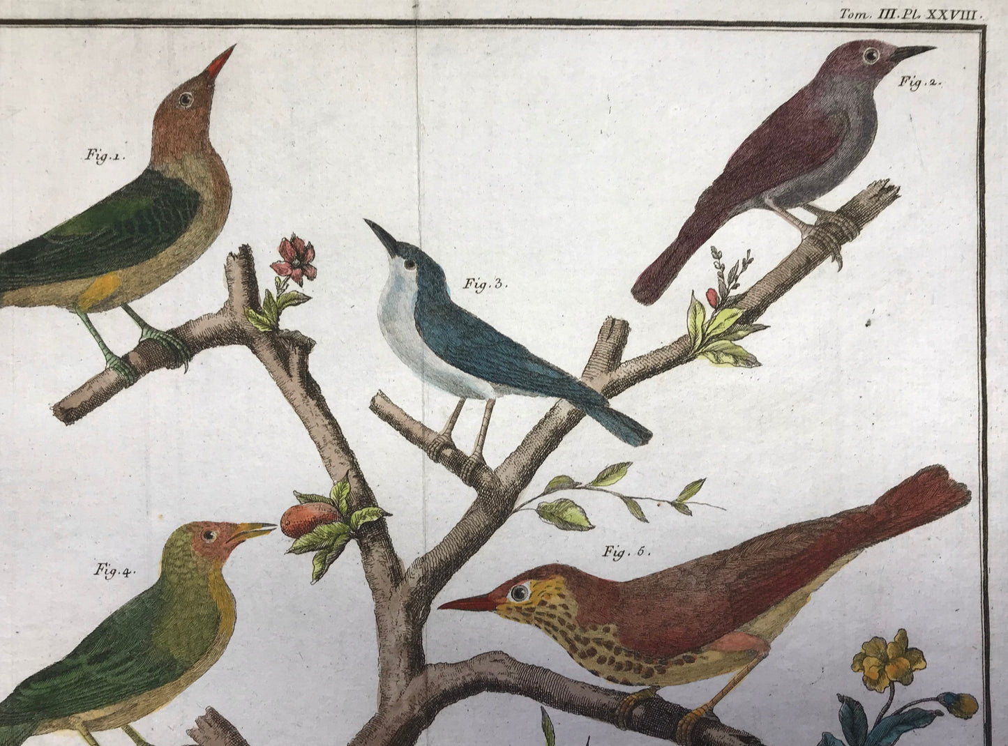 A Copper Plate Engraving of Pipit Birds and Fig-eaters. By Francois-Nicholas Martinet. Hand coloured. Dated 1770. 25 x 34.7 cms. .