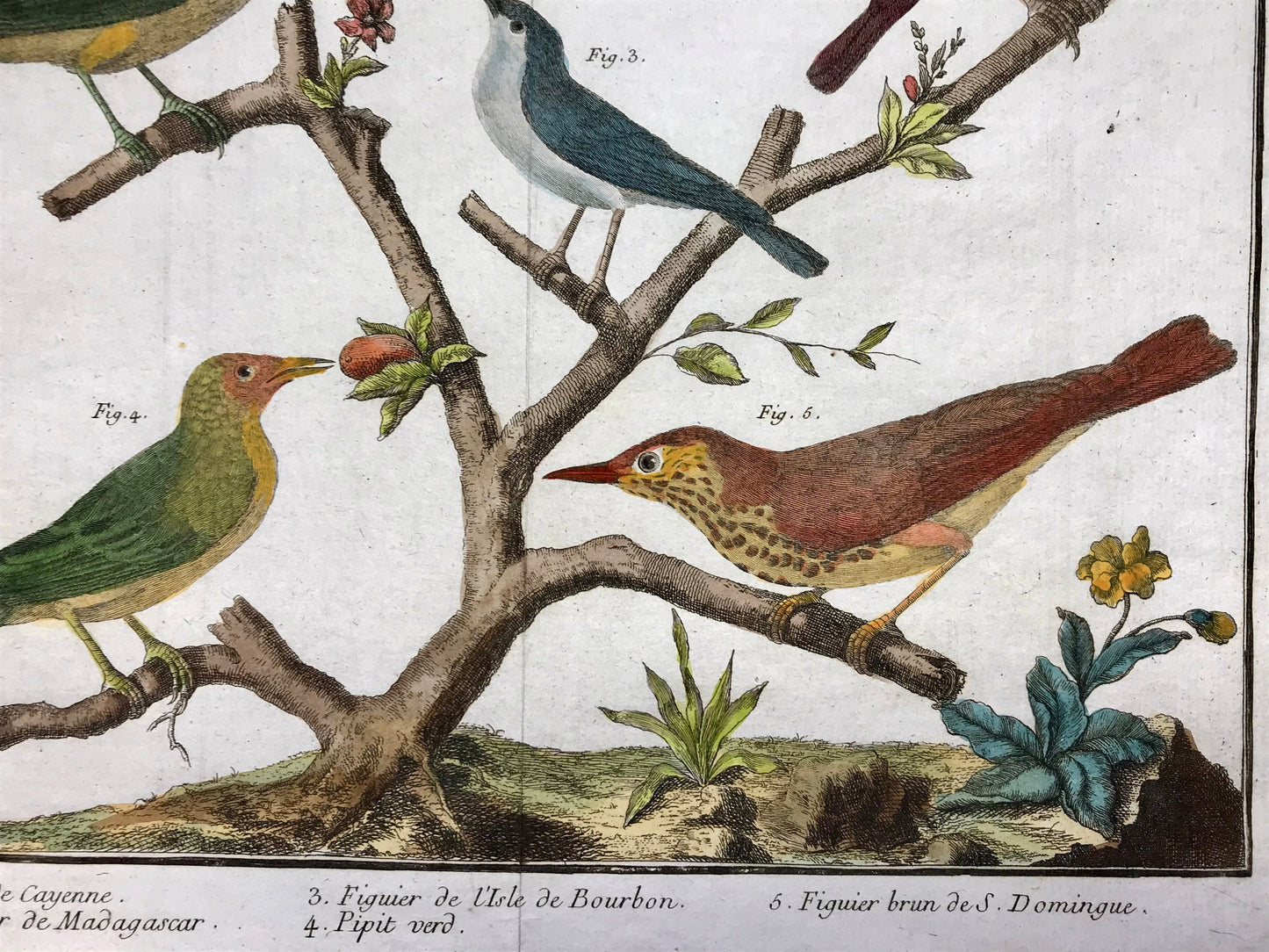 A Copper Plate Engraving of Pipit Birds and Fig-eaters. By Francois-Nicholas Martinet. Hand coloured. Dated 1770. 25 x 34.7 cms. .
