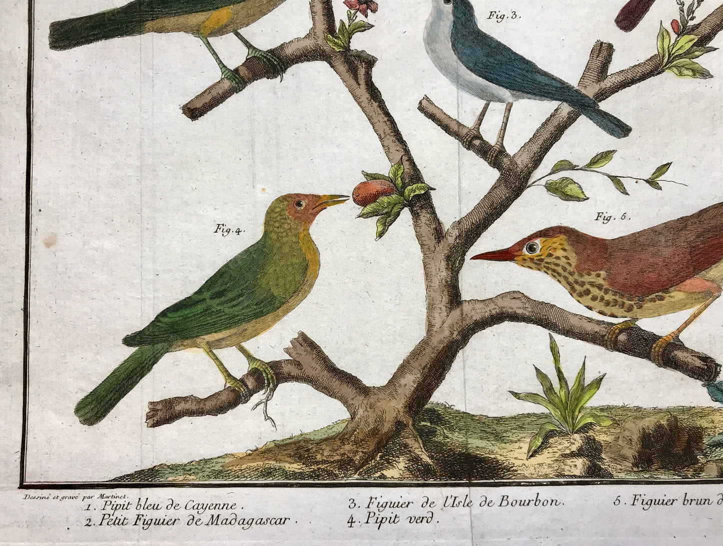 A Copper Plate Engraving of Pipit Birds and Fig-eaters. By Francois-Nicholas Martinet. Hand coloured. Dated 1770. 25 x 34.7 cms. .