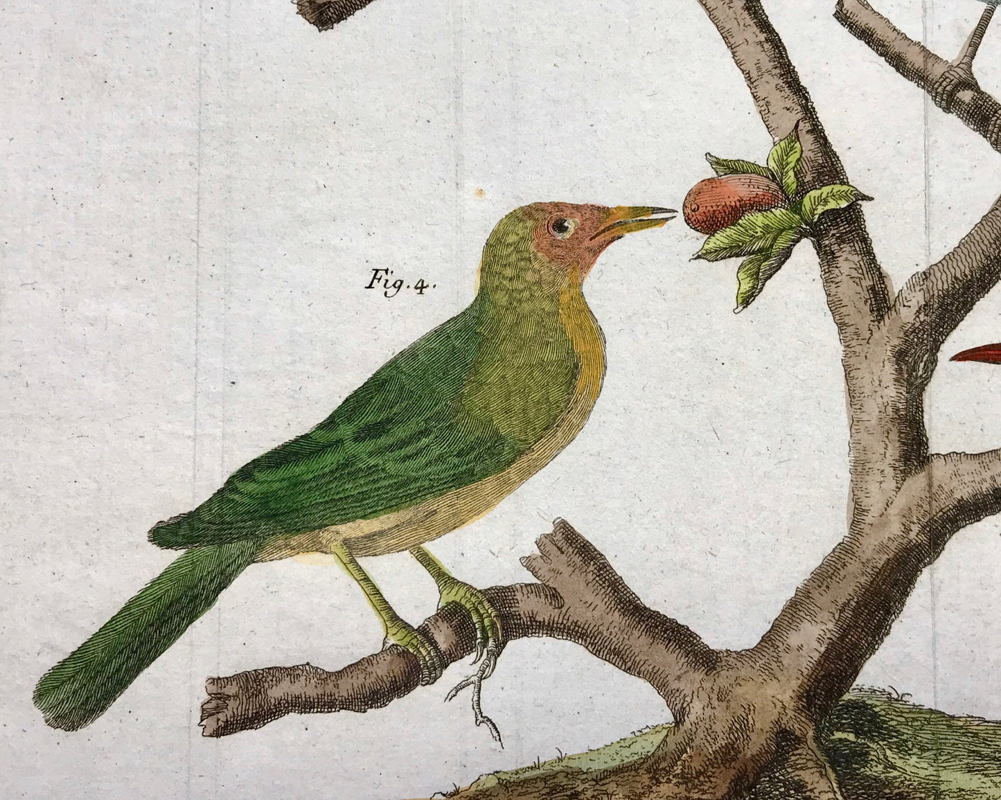 A Copper Plate Engraving of Pipit Birds and Fig-eaters. By Francois-Nicholas Martinet. Hand coloured. Dated 1770. 25 x 34.7 cms. .