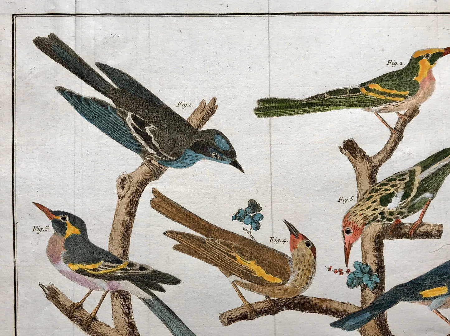A Copper Plate Engraving of Various Kinds of Fig-eaters. By Francois-Nicholas Martinet. Hand coloured. Dated 1770. 25 x 35.8 cms.