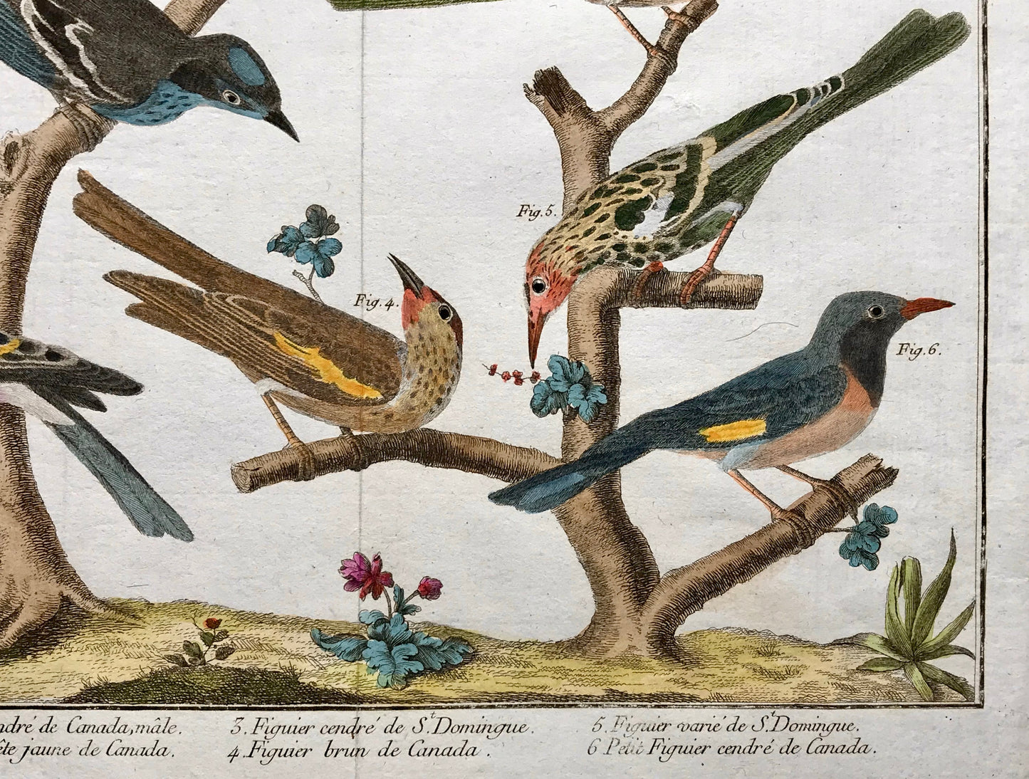 A Copper Plate Engraving of Various Kinds of Fig-eaters. By Francois-Nicholas Martinet. Hand coloured. Dated 1770. 25 x 35.8 cms.