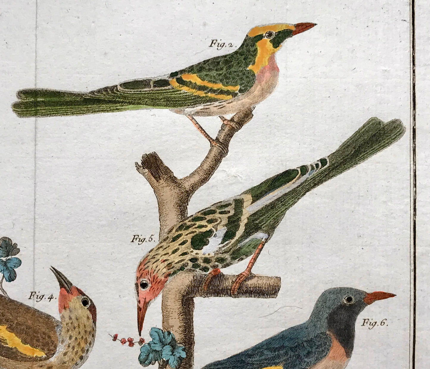 A Copper Plate Engraving of Various Kinds of Fig-eaters. By Francois-Nicholas Martinet. Hand coloured. Dated 1770. 25 x 35.8 cms.