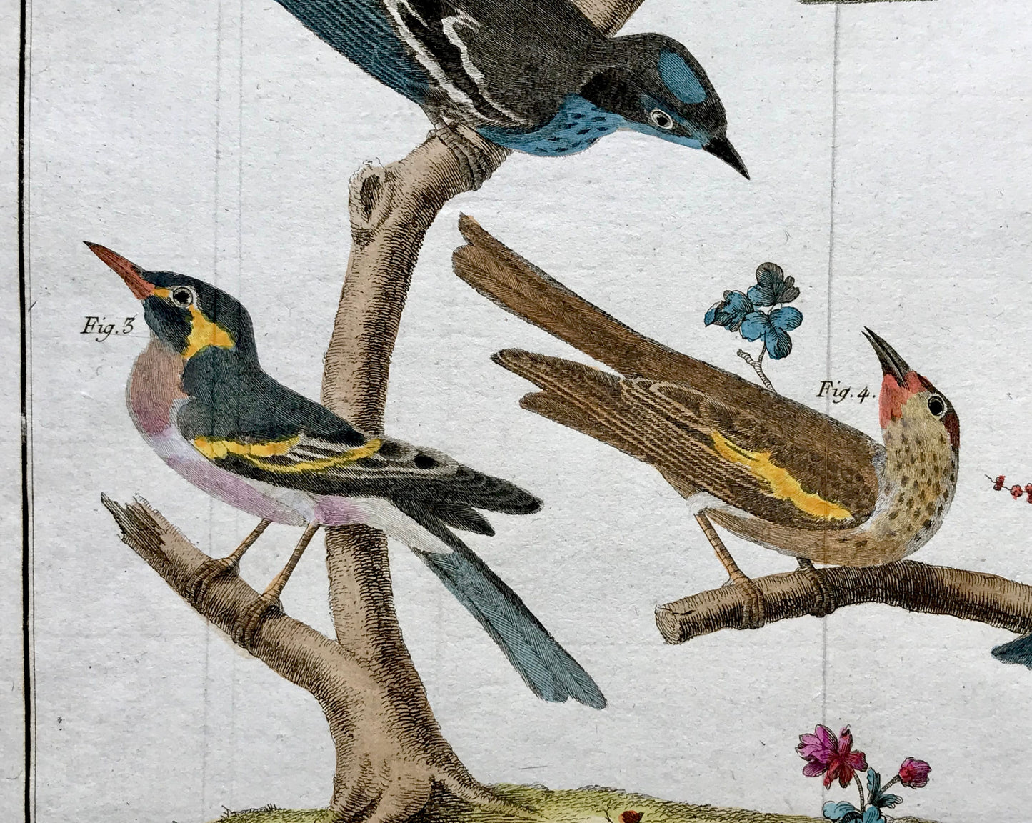 A Copper Plate Engraving of Various Kinds of Fig-eaters. By Francois-Nicholas Martinet. Hand coloured. Dated 1770. 25 x 35.8 cms.