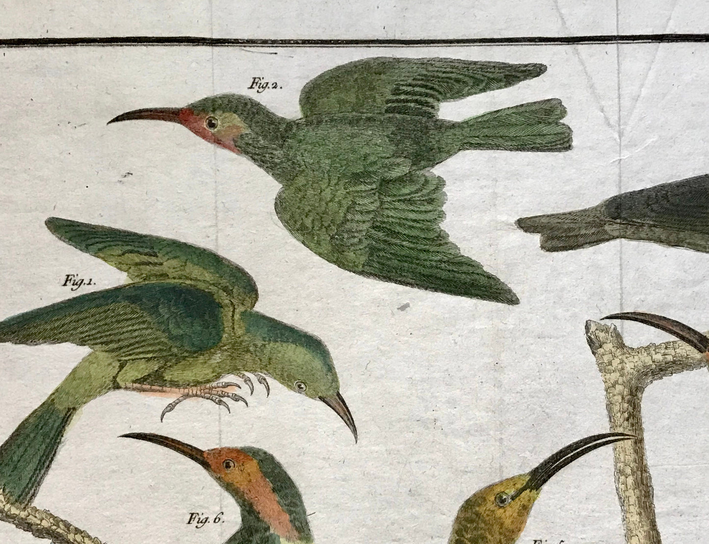 A Copper Plate Engraving of Kinds of Treecreeper. By Francois-Nicholas Martinet. Hand coloured. Dated 1770. 25 x 36.5cms.