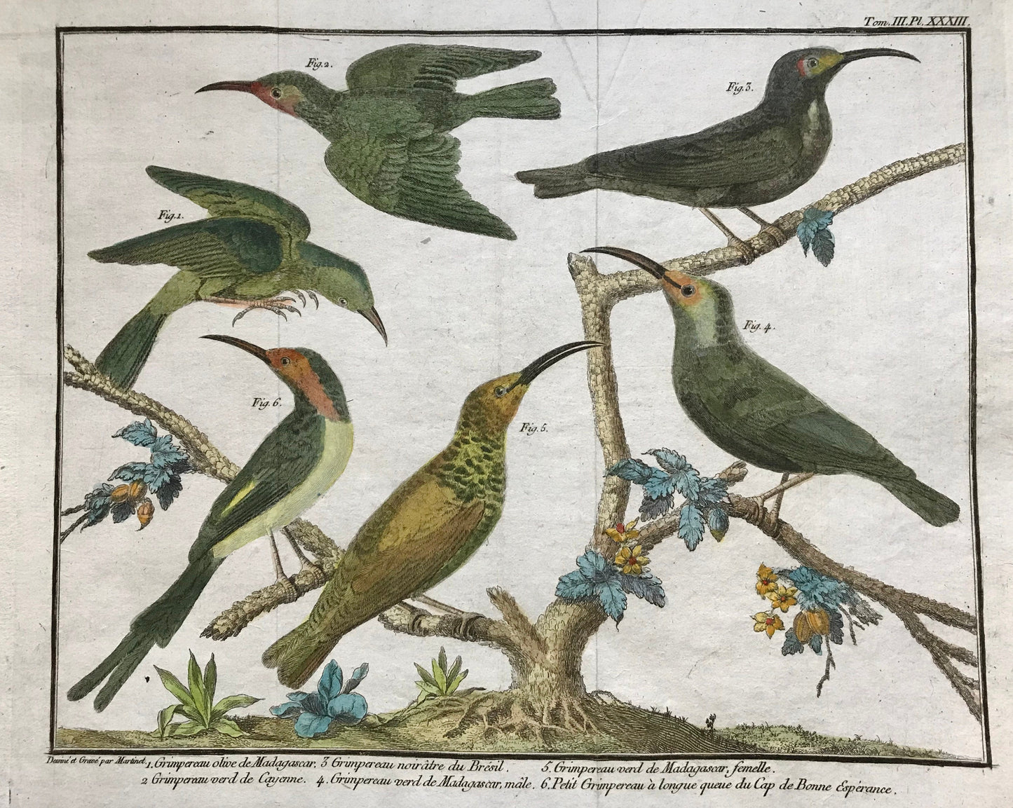 A Copper Plate Engraving of Kinds of Treecreeper. By Francois-Nicholas Martinet. Hand coloured. Dated 1770. 25 x 36.5cms.