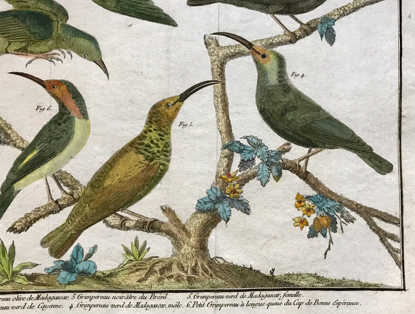 A Copper Plate Engraving of Kinds of Treecreeper. By Francois-Nicholas Martinet. Hand coloured. Dated 1770. 25 x 36.5cms.