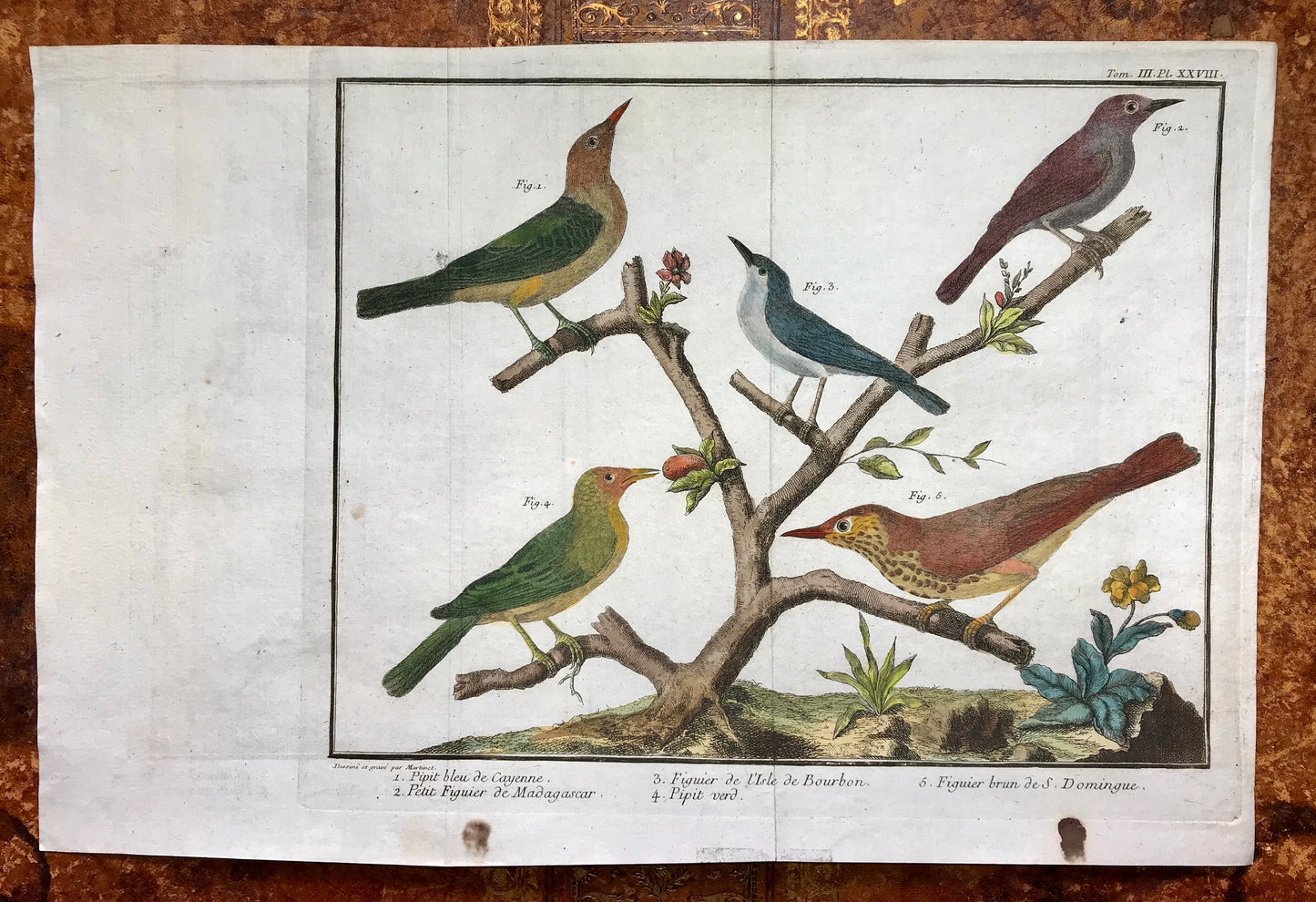 A Copper Plate Engraving of Pipit Birds and Fig-eaters. By Francois-Nicholas Martinet. Hand coloured. Dated 1770. 25 x 34.7 cms. .