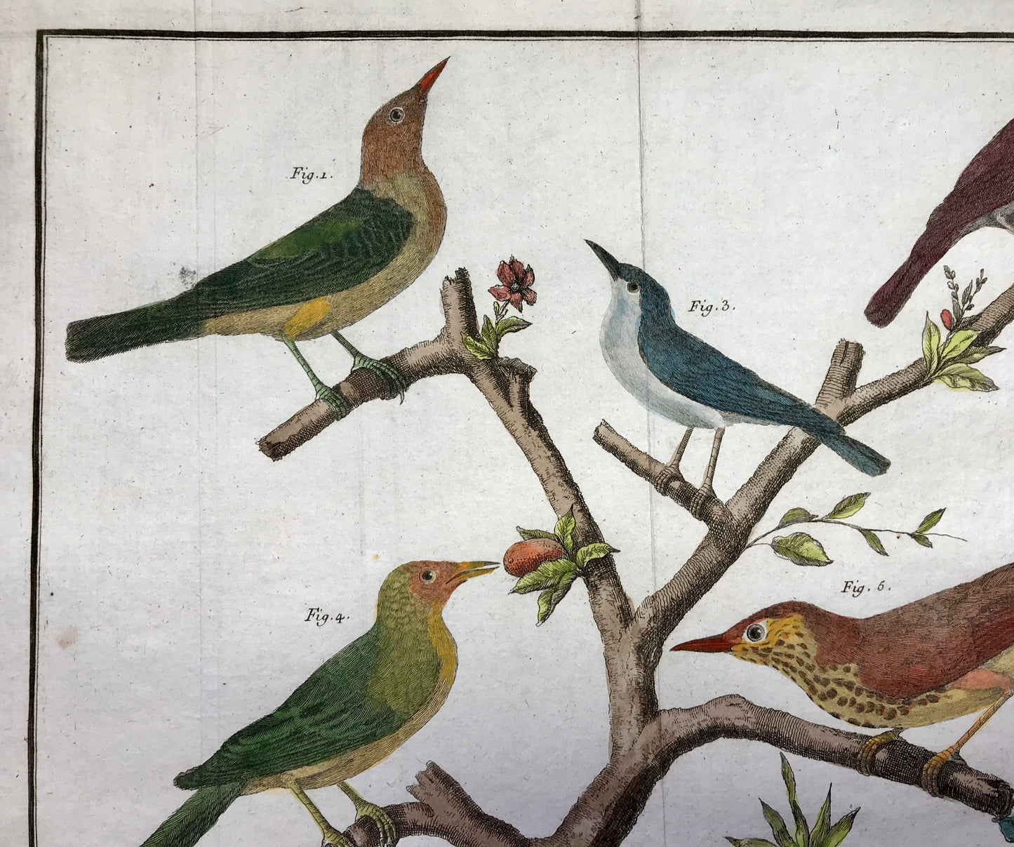 A Copper Plate Engraving of Pipit Birds and Fig-eaters. By Francois-Nicholas Martinet. Hand coloured. Dated 1770. 25 x 34.7 cms. .