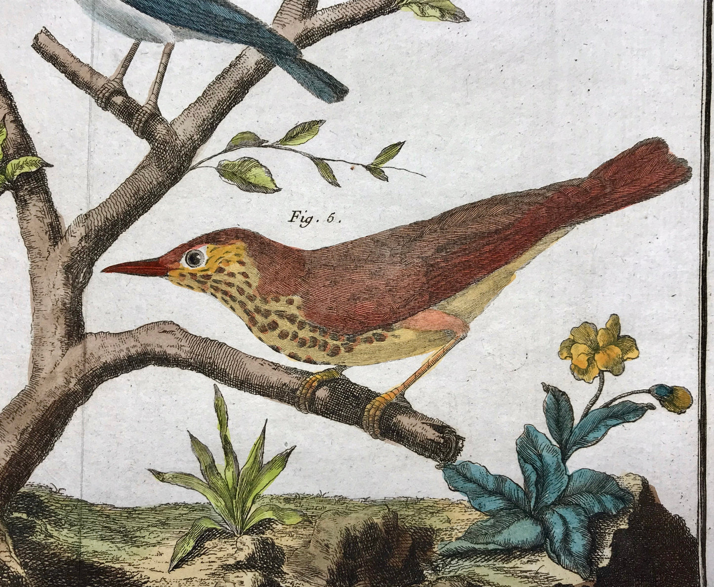 A Copper Plate Engraving of Pipit Birds and Fig-eaters. By Francois-Nicholas Martinet. Hand coloured. Dated 1770. 25 x 34.7 cms. .