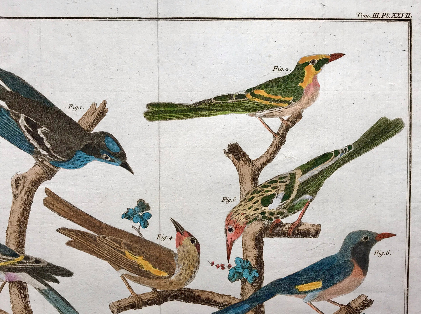 A Copper Plate Engraving of Various Kinds of Fig-eaters. By Francois-Nicholas Martinet. Hand coloured. Dated 1770. 25 x 35.8 cms.