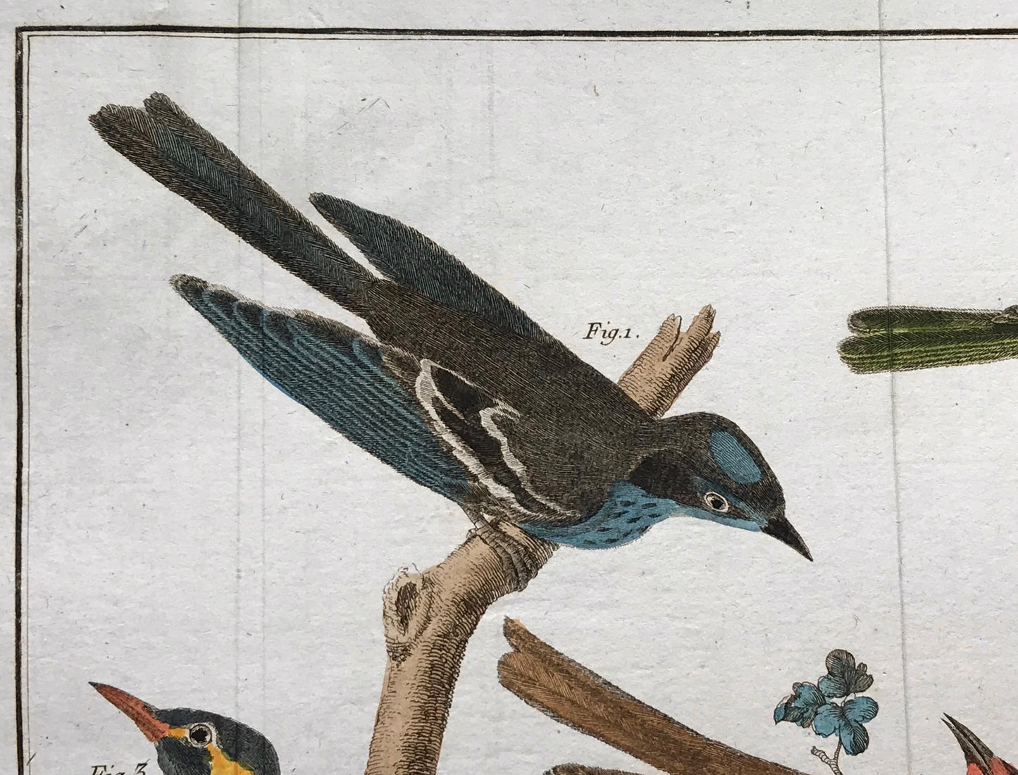 A Copper Plate Engraving of Various Kinds of Fig-eaters. By Francois-Nicholas Martinet. Hand coloured. Dated 1770. 25 x 35.8 cms.