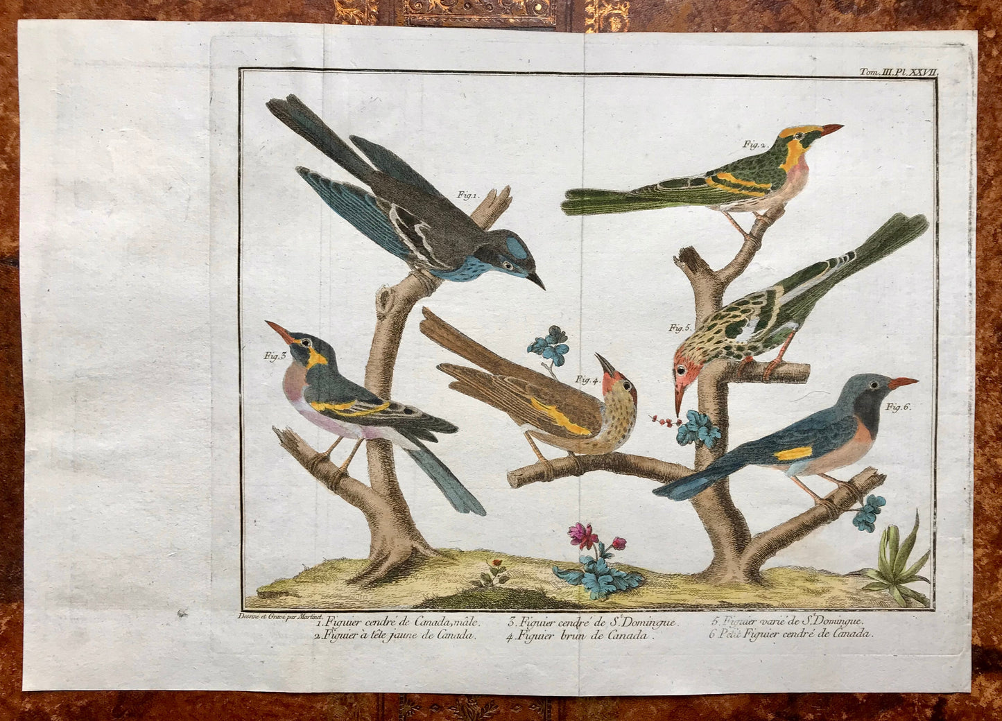 A Copper Plate Engraving of Various Kinds of Fig-eaters. By Francois-Nicholas Martinet. Hand coloured. Dated 1770. 25 x 35.8 cms.