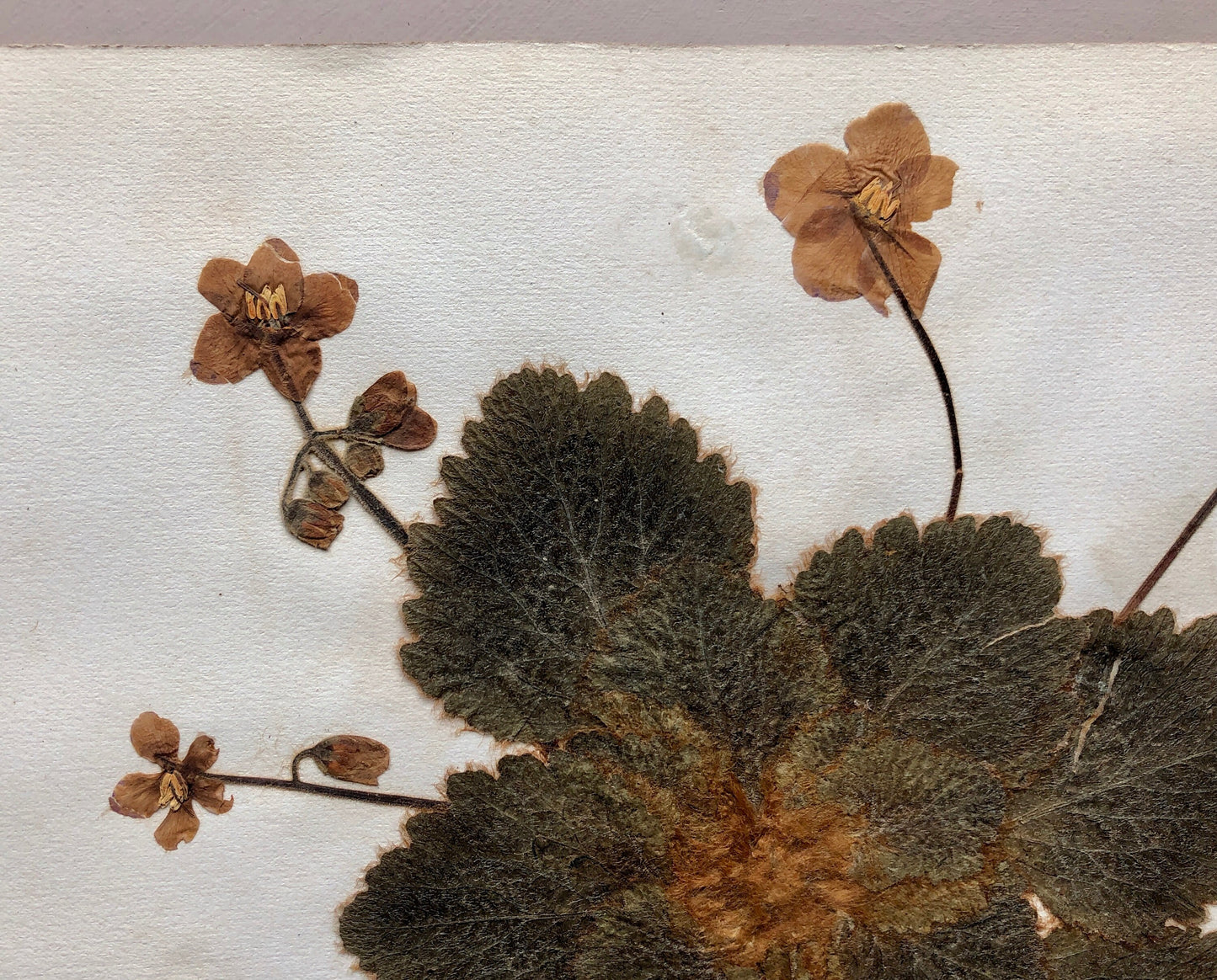 A Genuine French Herbiere. Of Excellent Quality. Winner of the Legion Honore. Dated 1887 and 1888. Size: 23.5 x 31 cms.