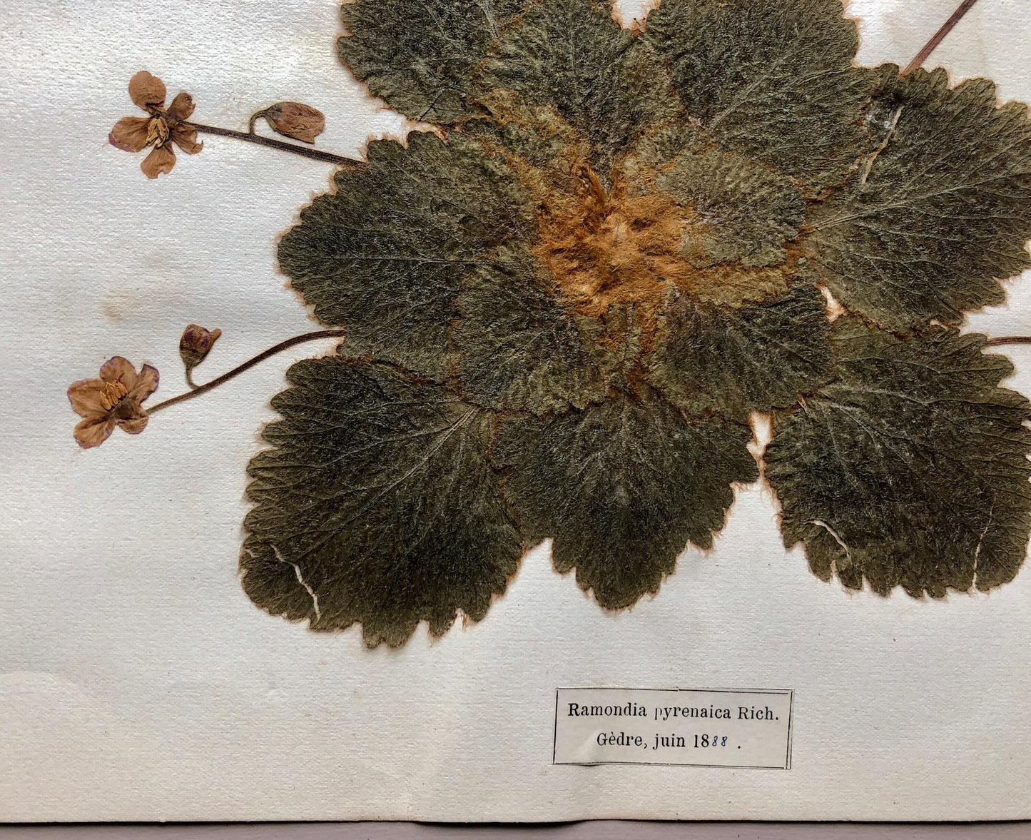 A Genuine French Herbiere. Of Excellent Quality. Winner of the Legion Honore. Dated 1887 and 1888. Size: 23.5 x 31 cms.