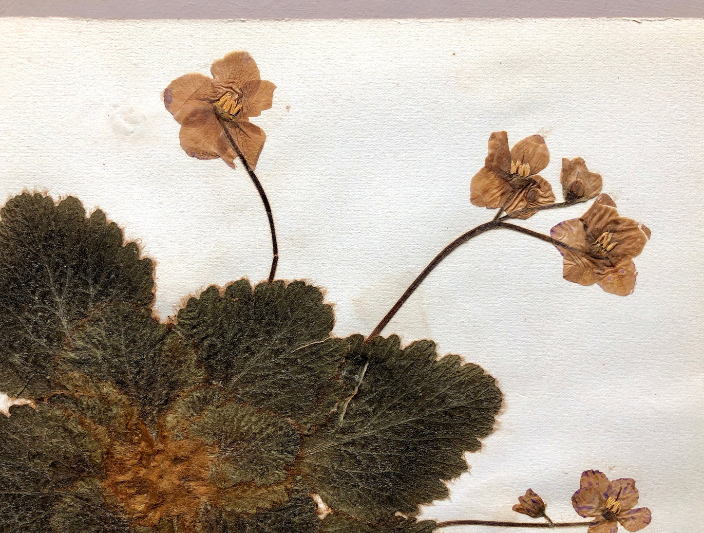 A Genuine French Herbiere. Of Excellent Quality. Winner of the Legion Honore. Dated 1887 and 1888. Size: 23.5 x 31 cms.