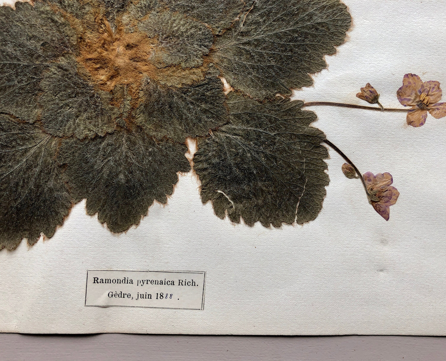 A Genuine French Herbiere. Of Excellent Quality. Winner of the Legion Honore. Dated 1887 and 1888. Size: 23.5 x 31 cms.