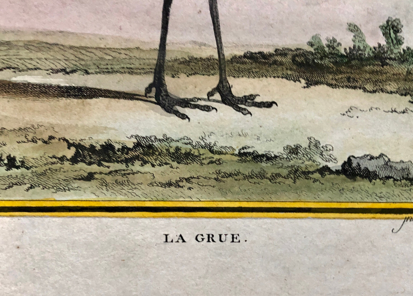 Le Grue. An Antique Engraving from “Histoire Naturelle Des Oiseaux’ by Buffon. Engraved by Mansard. Circa 1770. Size: 27 x 19 cms.