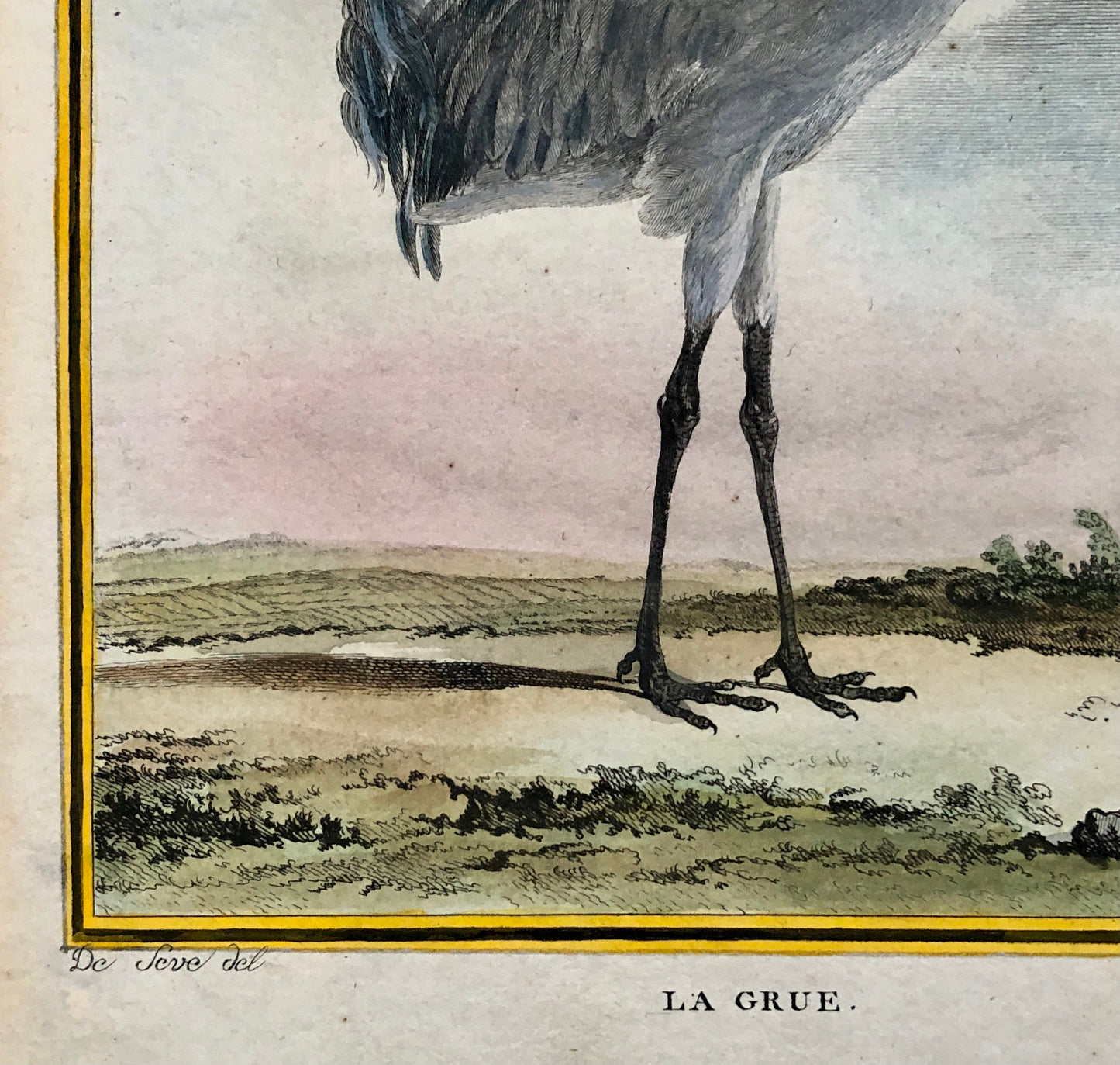 Le Grue. An Antique Engraving from “Histoire Naturelle Des Oiseaux’ by Buffon. Engraved by Mansard. Circa 1770. Size: 27 x 19 cms.