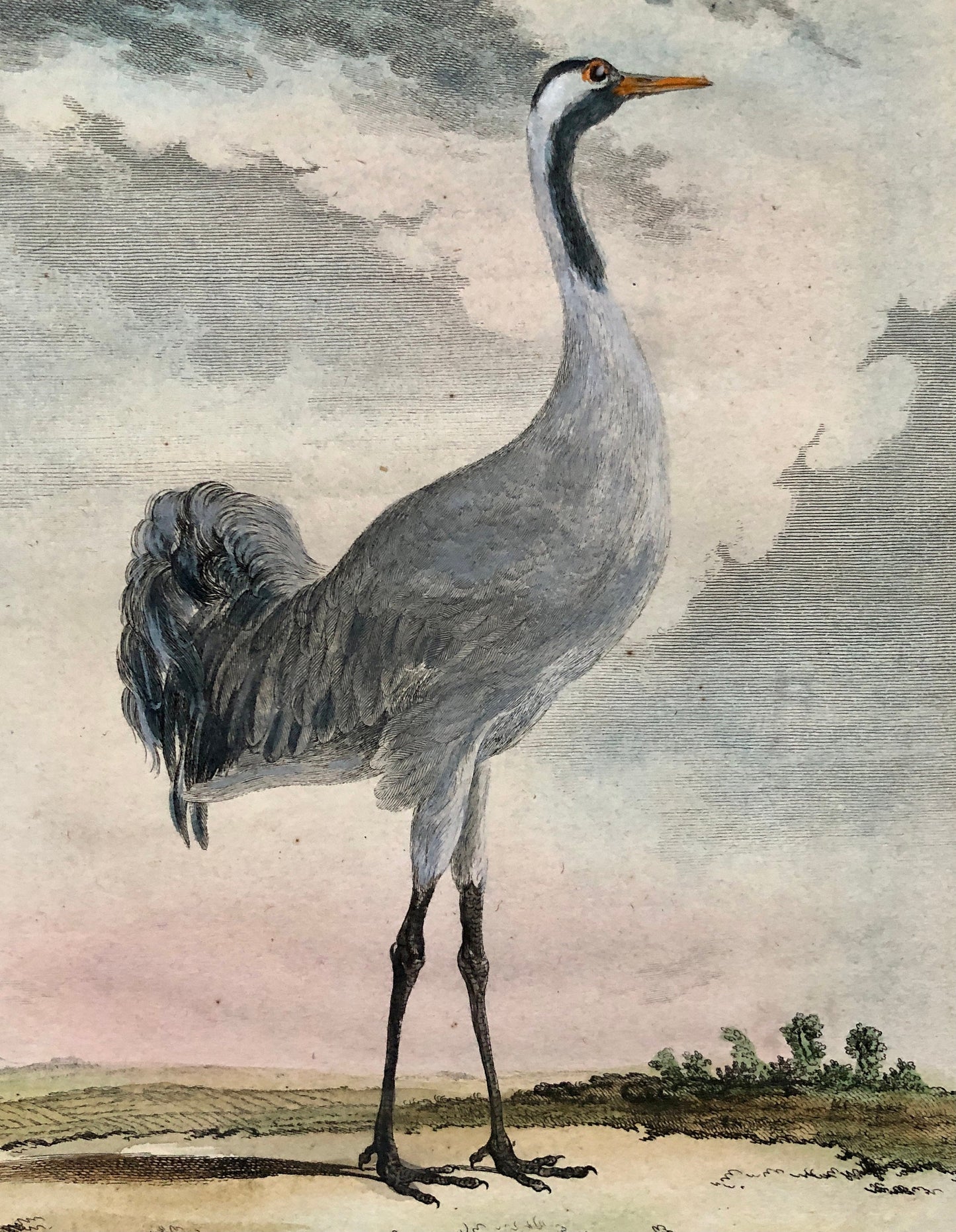 Le Grue. An Antique Engraving from “Histoire Naturelle Des Oiseaux’ by Buffon. Engraved by Mansard. Circa 1770. Size: 27 x 19 cms.
