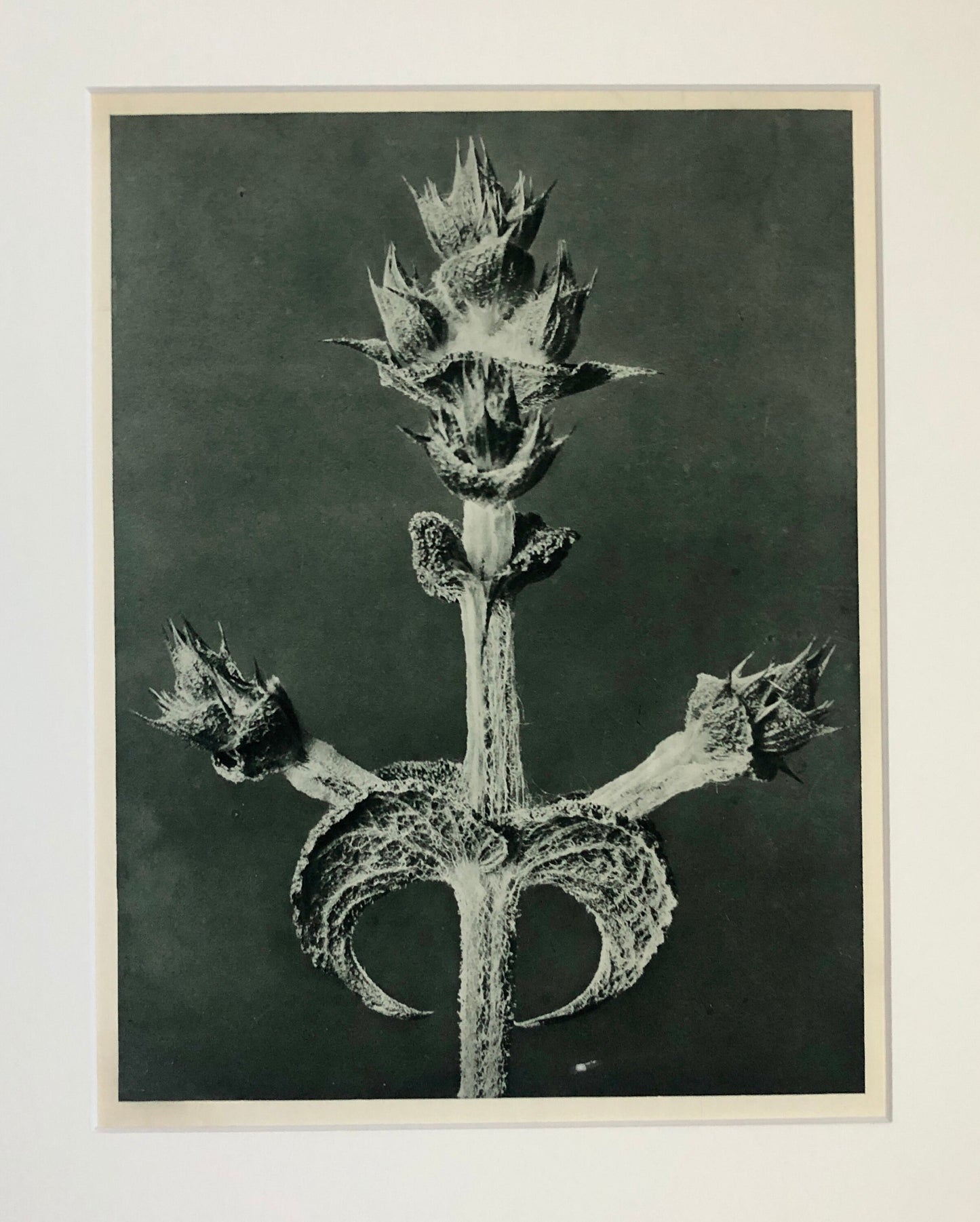 An Original Photogravure by Karl Blossfeldt. Salvia aethiopis. Abyssinian Sage. 1930’s. Size with mount: 50 x 39.7 cms.