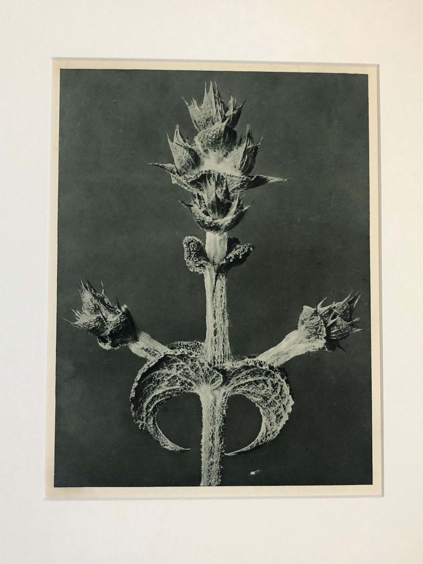 An Original Photogravure by Karl Blossfeldt. Salvia aethiopis. Abyssinian Sage. 1930’s. Size with mount: 50 x 39.7 cms.