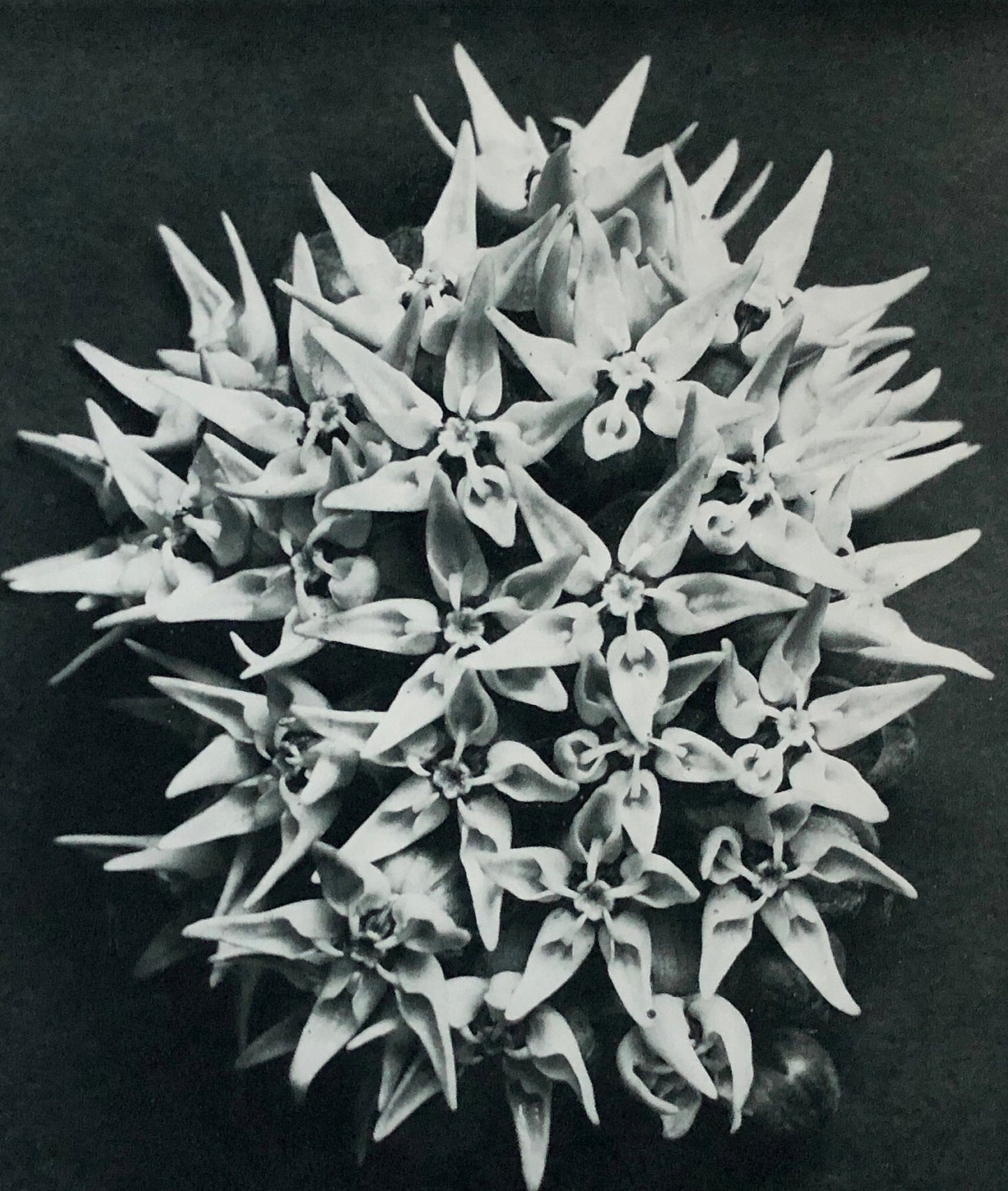 An Original Photogravure by Karl Blossfeldt. Asclepias Speciosa. Showy Milkweed. 1930’s. Size with mount: 50 x 39.7 cms.