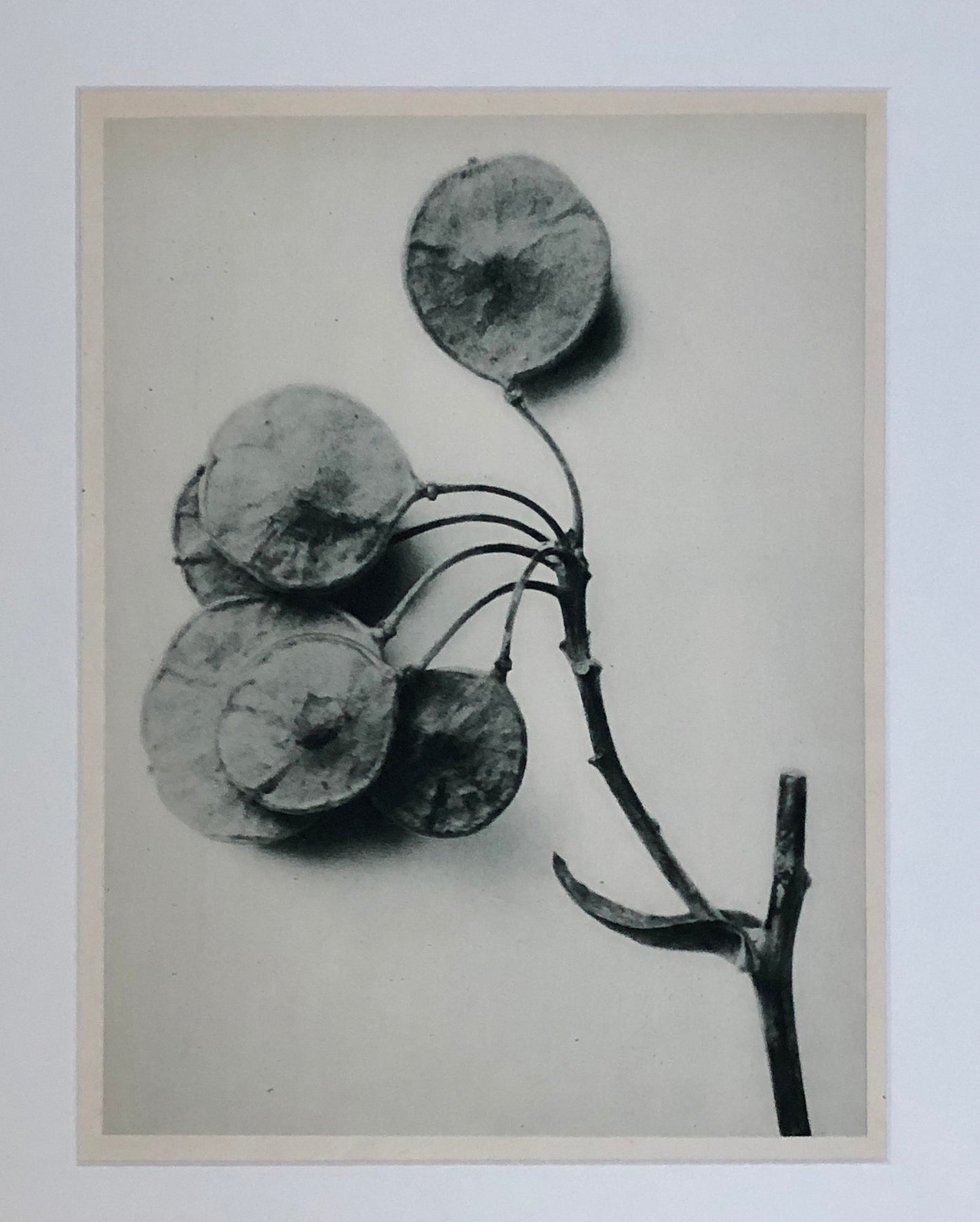 An Original Photogravure by Karl Blossfeldt. Ptelea trifoliate. Three-leaved Hop-tree. 1930’s. Size with mount: 50 x 39 cms.