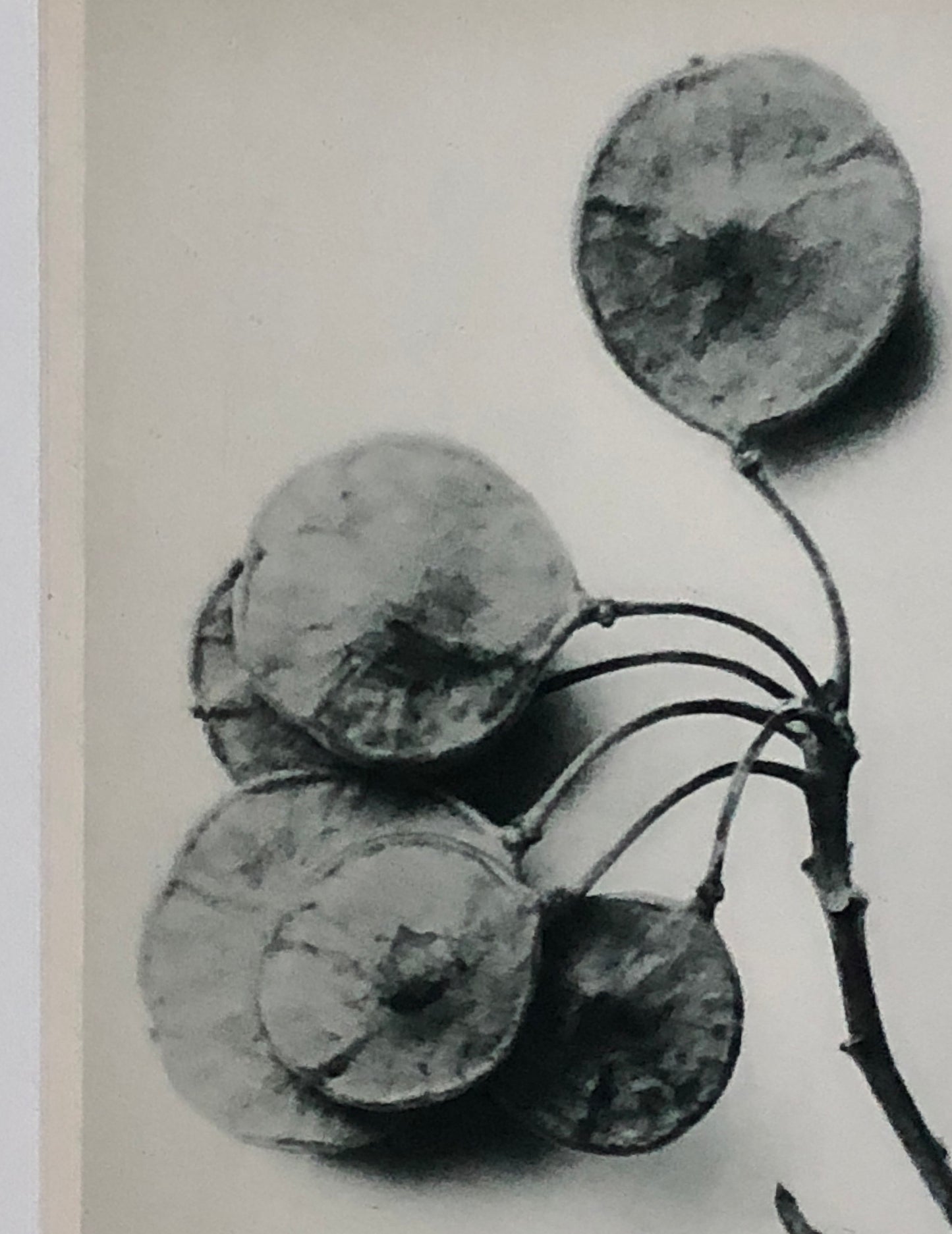 An Original Photogravure by Karl Blossfeldt. Ptelea trifoliate. Three-leaved Hop-tree. 1930’s. Size with mount: 50 x 39 cms.
