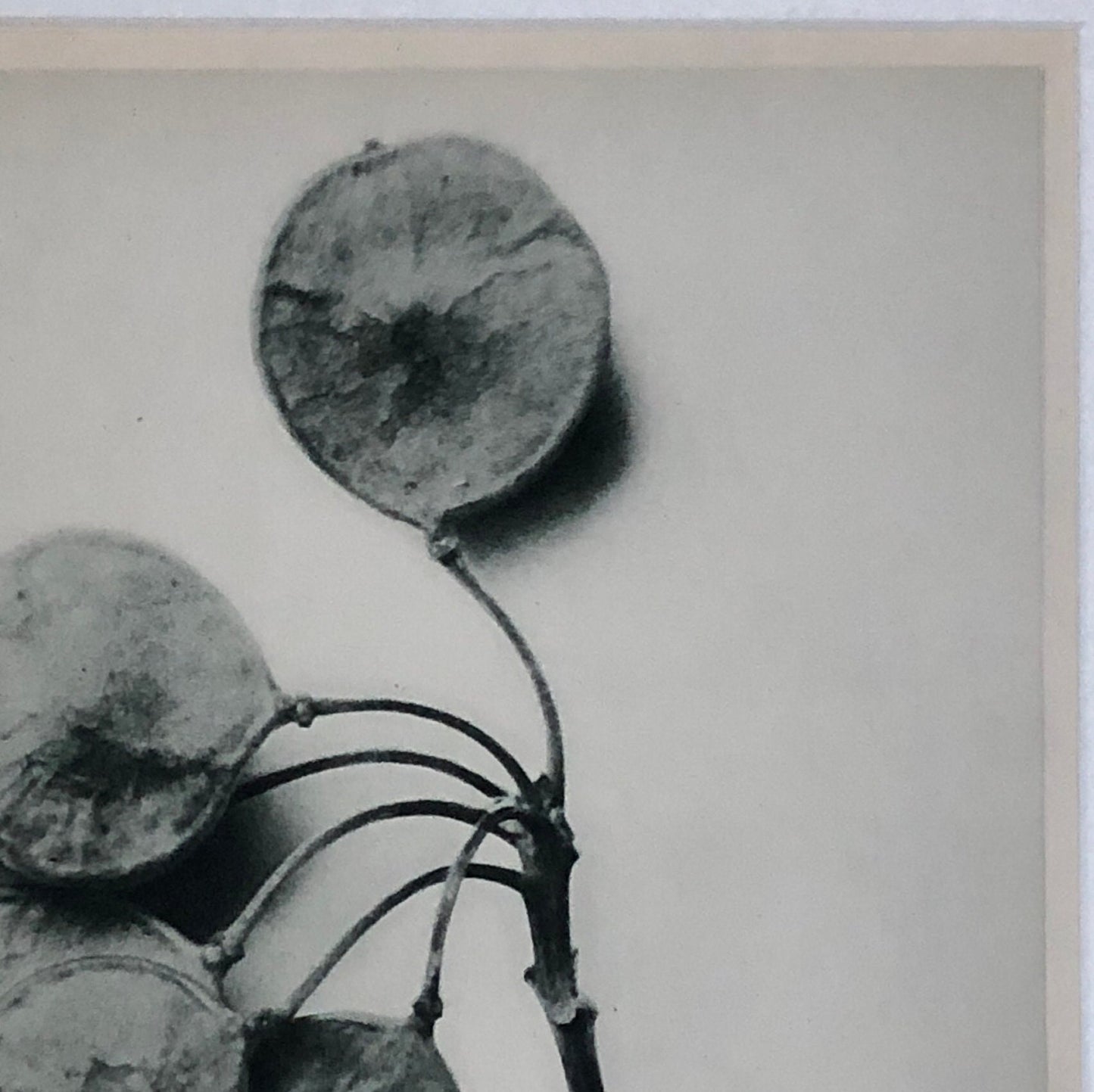 An Original Photogravure by Karl Blossfeldt. Ptelea trifoliate. Three-leaved Hop-tree. 1930’s. Size with mount: 50 x 39 cms.