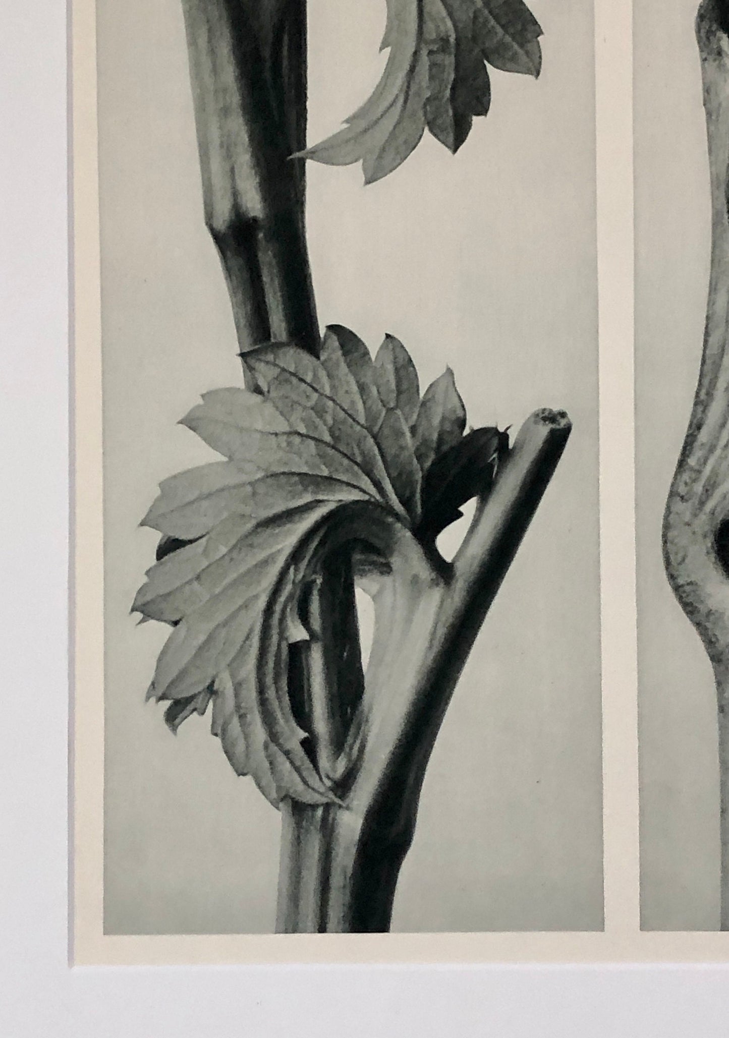 An Original Photogravure by Karl Blossfeldt. Sanguisorba Canadensis. Vincetoxicum fuscatum. 1930’s. Size with mount: 50 x 39.7 cms.