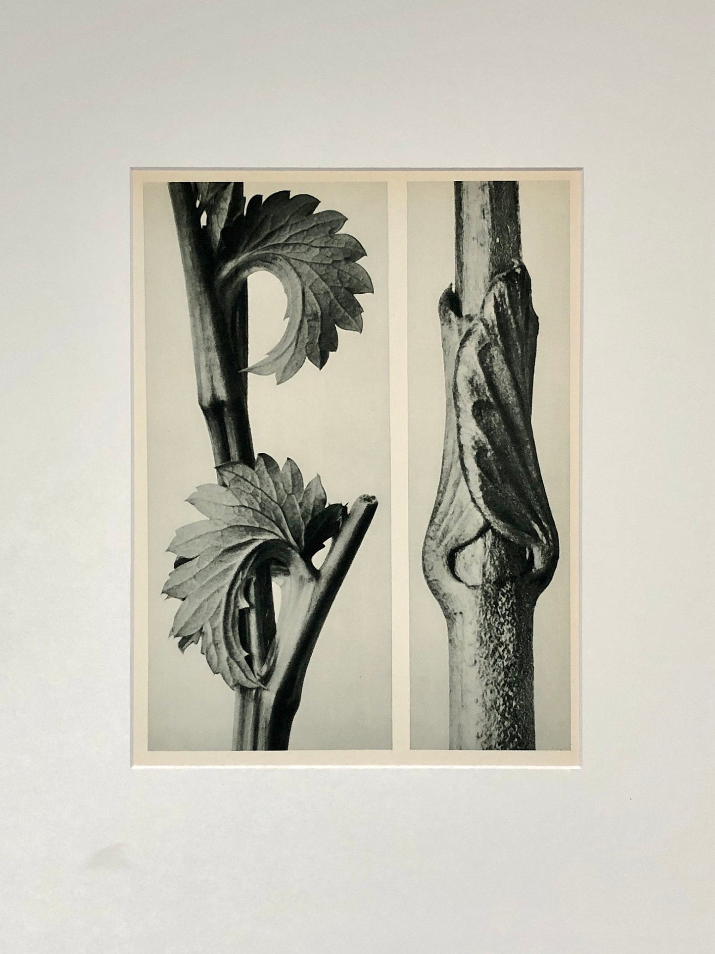 An Original Photogravure by Karl Blossfeldt. Sanguisorba Canadensis. Vincetoxicum fuscatum. 1930’s. Size with mount: 50 x 39.7 cms.